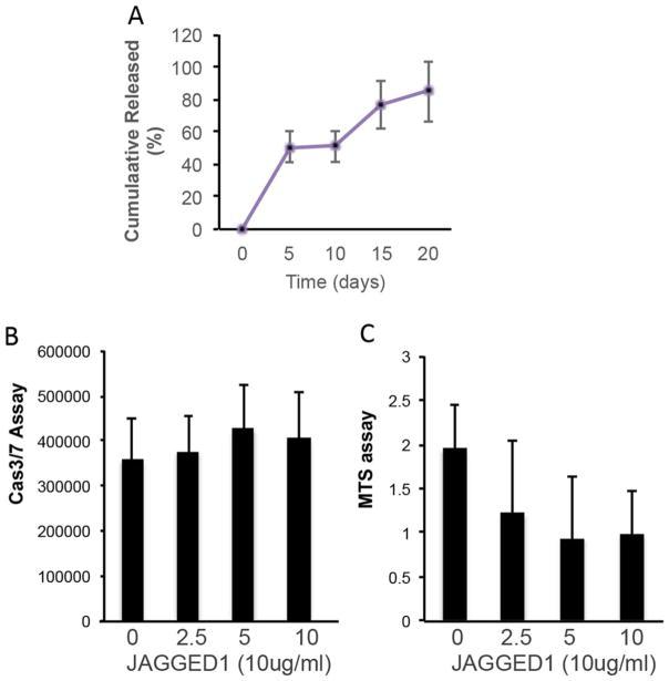 JAGGED1 release profile and Notch signaling activation. (A) Prefunctionalized PEG-MAL with JAGGED1 (10 ug/m) and RGD peptide were cross-linked and incubated for 20 days in PBS. Released JAGGED1 from PEG-MAL collected every 2–3 days and quantified by ELISA. (B–C). HEPM cells were encapsulated in functionalized JAGGED1–5%PEG-MAL hydrogels and cultured in growth media for 3 days. HEPM cells proliferation (B) and Apoptosis were measured using the CellTiter Aqueous One 96 Kit and Apo-One Homogeneous Caspase3/7 kit, respectively. (n = 3) *p <0.05 versus IgG control (JAGGED1 (0 ug/mL) and #p <0.05 versus day 0.