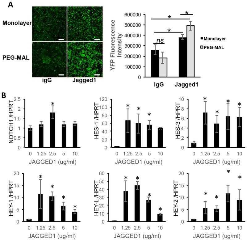 Activation of Notch Signaling Pathway by Jagged-1PEG-MAL. HEPM cells or Notch reporter CHO cells were encapsulated in functionalized JAGGED1–5%PEG-MAL hydrogels and cultured for 3 days. (A) Notch signaling activation in CHO cells analyzed by YFP fluorescence and quantified using Image J. (bar: 100 μm). (B) Notch-associated gene expression in HEPM cells were assessed by RT-PCR. (n = 3) *p <0.05 versus IgG control (JAGGED1 (0 μg/mL).