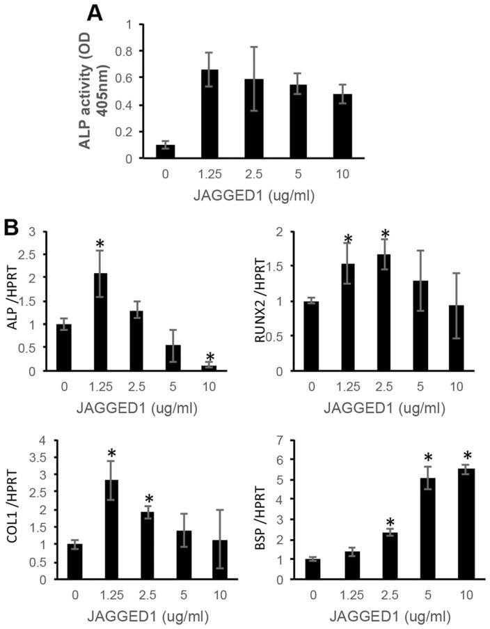 JAGGED1-PEG-MAL stimulates the differentiation of HEPM cells in vitro. HEPM cells were encapsulated in functionalized JAGGED1–5%PEG-MAL hydrogels and cultured in osteogenic media for 7 days. (A) HEPM differentiation analyzed by ALP activity using p-nitrophenyl phosphate (pNPP) as a substrate which turns yellow when dephosphorylated by ALP. (B) Expression of osteoblast marker genes was assessed by qPCR (n = 3) *p <0.05 versus IgG control (JAGGED1 (0 μg/mL).