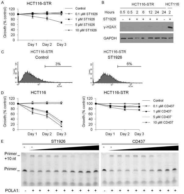 ST1926-resistant cells are cross-resistant to CD437 and both compounds inhibit POLA1 activity. A. Effect of ST1926 treatment on the growth of human HCT116-STR. ST1926-resistant cells (HCT116-STR) were generated by treating the parental cell line with increasing concentrations of ST1926 over a period of eight months. HCT116-STR cells were seeded in 96-well plates at a density of 5,000 cells/well, and treated with the indicated concentrations of ST1926 for up to three days. Cell growth was assayed in triplicate wells using the MTT assay. Results are expressed as percentage of control (0.1% DMSO), and represent the average of three independent experiments ± SEM. B. HCT116-STR DNA damage response to ST1926 treatment. Cells were treated with 0.1% DMSO or 1 μM ST1926 for up to 24 hours. Total SDS protein lysates (50 μg/lane) were immunoblotted against γ-H2AX antibody. Similar trends in protein levels were observed in three independent experiments. Blots were reprobed with GAPDH antibody to ensure equal protein loading. C. TUNEL analysis of HCT116-STR cells treated with 0.1% DMSO or 1 μM ST1926 up to 48 hours. Results are representative of two independent experiments. D. Effect of CD437 treatment on HCT116 and HCT116-STR cell growth. Cells were treated with the indicated concentrations of CD437 for up to three days. Cell growth was assayed in triplicate wells using the MTT assay. Results are expressed as percentage of control (0.1% DMSO), and represent the average of at least three independent experiments ± SEM. E. Primer extension assay was evaluated in the presence of increasing concentrations of ST1926 and CD437 (0.069, 0.21, 0.62, 1.9, 5.6, 17, 50, and 100 μM). “-” represents the control (DMSO). The activity of POLA1 was determined by the detection of primer of a 25-nucleotide product, and a gel representative of two independent experiments is shown.