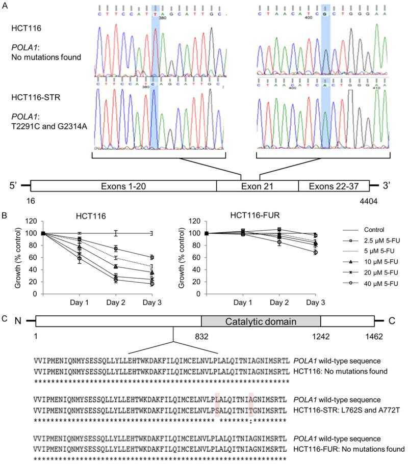 HCT116-resistant ST1926 cells exclusively harbor two missense mutations in POLA1. A. Schematic representation of POLA1 mutations identified in ST1926-resistant HCT116 cells (HCT116-STR). RNA was extracted from HCT116-parental and HCT116-STR cells and reverse transcribed, POLA1 cDNA was sequenced by the Sanger method. The panels of DNA sequencing were compared and relevant regions in exon 21 of POLA1 are shown. B. Effect of 5-fluorouracil (5-FU) treatment on the growth of HCT116 and 5-FU resistant (HCT116-FUR) cells. Cells were seeded in 96-well plates at a density of 5,000 cells/well, and treated with the indicated concentrations of 5-FU for up to three days. Cell growth was assayed in triplicate wells using the MTT assay. Results are expressed as percentage of control (0.1% DMSO), and represent the average of at least three independent experiments ± SEM. C. DNA sequences were translated using the Multiple alignment server (MUSCLE) and protein sequences were compared in HCT116, HCT116-STR, and HCT116-FUR cells. Only relevant regions of the sequences are shown.