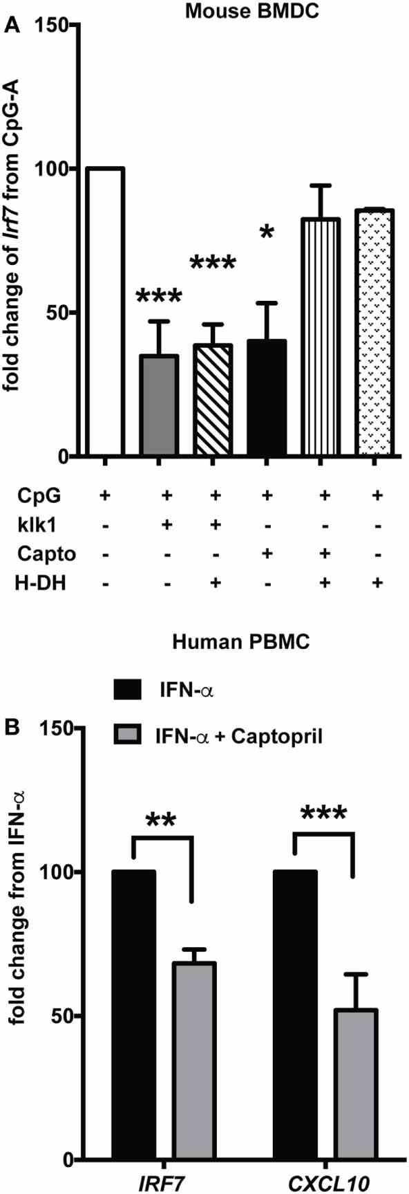 klk1 and captopril also suppress interferon-stimulated genes. (A) Murine bone-marrow-derived dendritic cells (BMDCs) were stimulated with CpG-A for 2.5 h treated with antagonists for 30 min to block both B1 (DH—1 μg/ml) and B2 (H—10 μM) receptors and then stimulated with klk1 (1 μg/ml) or captopril (20 μM) for a further 4 h. Irf7 gene expression was analyzed by qPCR. Percent fold change was calculated by normalizing to CpG-A stimulation alone. (B) Human PBMCs were first treated with IFN-α for 3 h, 20 μM captopril was added and harvested after further 3 h and IRF7 and CXCL10 gene expression was analyzed by qPCR. Percent fold change was calculated by normalizing with IFN-α stimulation alone. Panels (A,B) represent average (mean + SEM) of at least three independent experiments, performed with independent BMDC cultures from each mouse or PBMCs from each donor; * p < 0.05, ** p < 0.01, *** p < 0.001.