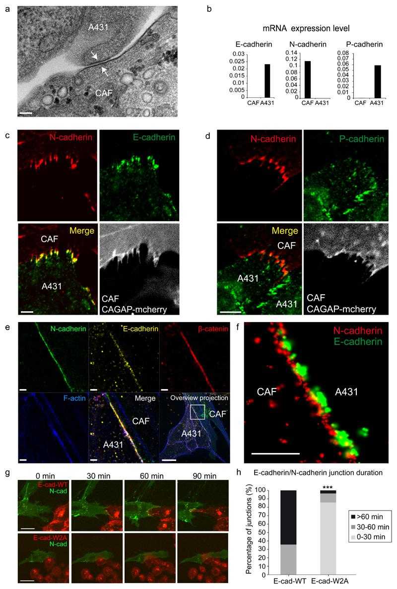 (a) TEM image of contact (white arrows) between a CAF and a A431 cell. Image representative of 20 contacts from 3 independent experiments. Scale bar 100nm. (b) mRNA expression levels of E-,N- and P-cadherin in CAFs and A431 cells measured using QRT-PCR. Bars show average of technical triplicates. (c) Confocal immunofluorescence images of N-cadherin (red), E-cadherin (green), and CAGAP-mcherry (constitutively expressed by CAFs as a marker) in a co-culture of CAFs and A431 cells. Image representative of >4 samples. Scale bar, 5 μm. (d) Confocal immunofluorescence images of N-cadherin, P-cadherin, and CAGAP-mcherry (CAFs) in a co-culture of CAFs and A431 cells. Image representative of >4 samples. Scale bar, 5 μm. (e) SIM immunofluorescence images of N-cadherin (green), E-cadherin (yellow), β-catenin (red) and F-actin (blue) at a contact between CAF and A431 cell. Image representative of 15 samples. Scale bar is 1μm for zoomed areas, 10μm for merged overview projection. (f) STORM image of N-cadherin/E-cadherin localization at the contact between CAF and A431 cell. Image representative of 3 samples. Scale bar, 500nm. (g) Time-lapse images of a CAF expressing N-cadherin-GFP contacting A431 cells expressing E-cadherin-WT (red) (upper panels) or A431 cells expressing E-cadherin-W2A mutant (red) (lower panels), scale bars, 20μm. (h) Stacked histogram of life-time of the E-cadherin/N-cadherin junction (based on the E-Cadherin and N-cadherin fluorescent signals) at the contact between CAFs and A431 cells, for CAFs mixed with A431-EcadWT cells (rescue control, n=14 contacts from 3 independent experiments) and A431-EcadW2A mutant cells (n=28 contacts from 3 independent experiments). Data are pooled in three categories of contact life-time, from 0 to 30 min, from 30 to 60 min, and longer than 60 min duration. *** indicates p=0.0007, Chi-squared test.
