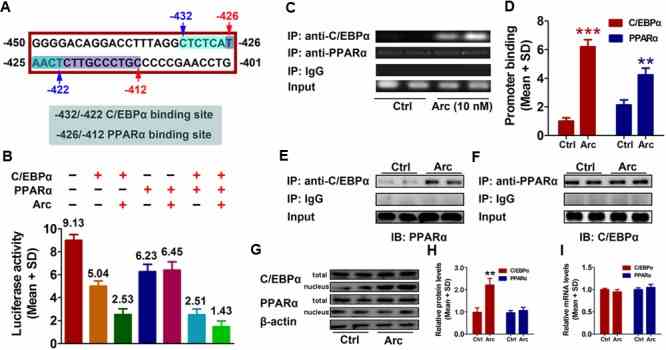 C/EBPα and PPARα are involved in gankyrin expression, which is modulated by arctigenin. (A) The predicted target sequences of human C/EBPα and PPARα located on the gankyrin promoter (–450 to –401). (B) C/EBPα and PPARα show a synergistic inhibitory activity on a gankyrin-reporter plasmid. (C,D) Binding of C/EBPα and PPARα to the gankyrin promoter in a ChIP assay (C) and calculated (D) . (E,F) Binding of C/EBPα to PPARα in a Co-IP assay, using anti-C/EBPα and anti-PPARα antibodies for immunoprecipitation. (G,H) Total and nuclear protein levels of C/EBPα, and PPARα in HepG2 cells with or without arctigenin treatment as determined by immunoblotting (G) and calculated (H) . (I) C/EBPα and PPARα mRNA levels in HepG2 cells with or without arctigenin treatment were determined by QRT-PCR. Triplicate experiments were conducted for each set. ?? P < 0.01.