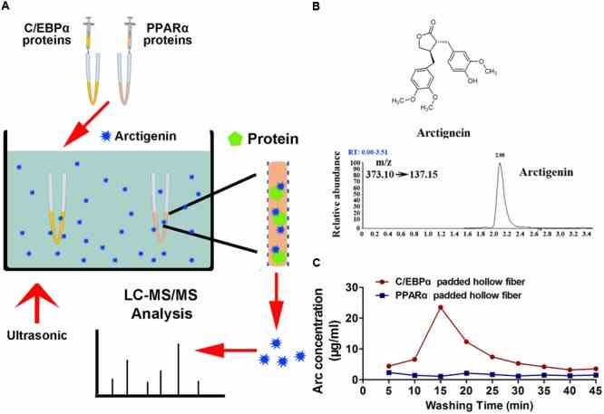 Arctigenin binds with C/EBPα but not PPARα in vitro. (A) Schematic illustration of an HFLF assay combined with LC–MS. (B) Structure and representative extracted ion chromatograms of spiked arctigenin (multiple reaction monitoring model). (C) Arctigenin concentration vs. washing time profiles in an HFLF assay. Triplicate experiments were conducted for each set.