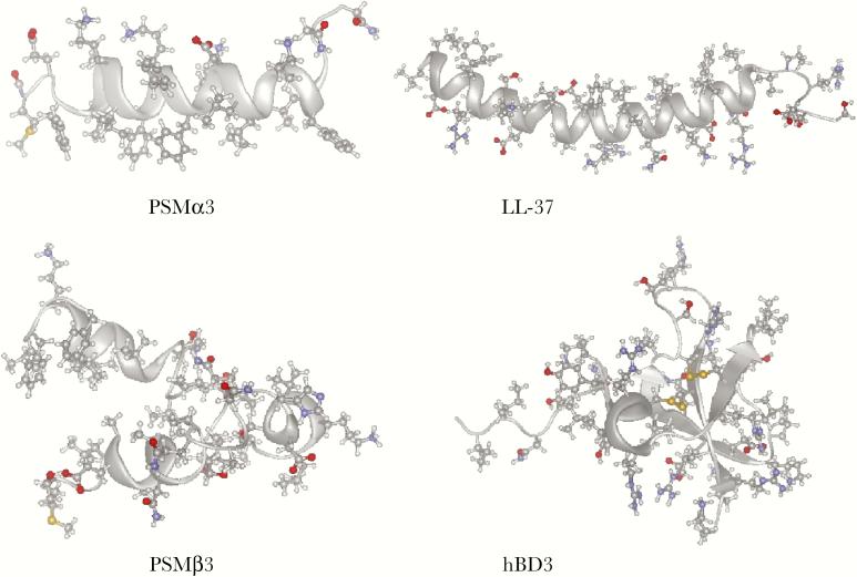 Structures of antimicrobial peptides (AMPs) used in this study. Structures of phenol-soluble modulin (PSM)α3 (Protein Data Bank indentification [PDB ID] 5KGY) and PSMβ2 (PDB ID 5KGZ) as examples of α- and β-type PSMs, respectively, and of LL-37 (PDB ID 2K6O) and human beta defensin 3 ([hBD3] PDB ID 1KJ6). N termini are placed at the (bottom) left. Structures were obtained from the structural data bank at the National Center for Biotechnology Information. α-helices and β-sheets are shown as ribbons. Red and blue colors represent positive and negative charges, and yellow color represents sulfur atoms. Note that these are solution structures (except for LL-37, obtained in lipid micelles), whereas the confirmation during membrane insertion may be considerably different.