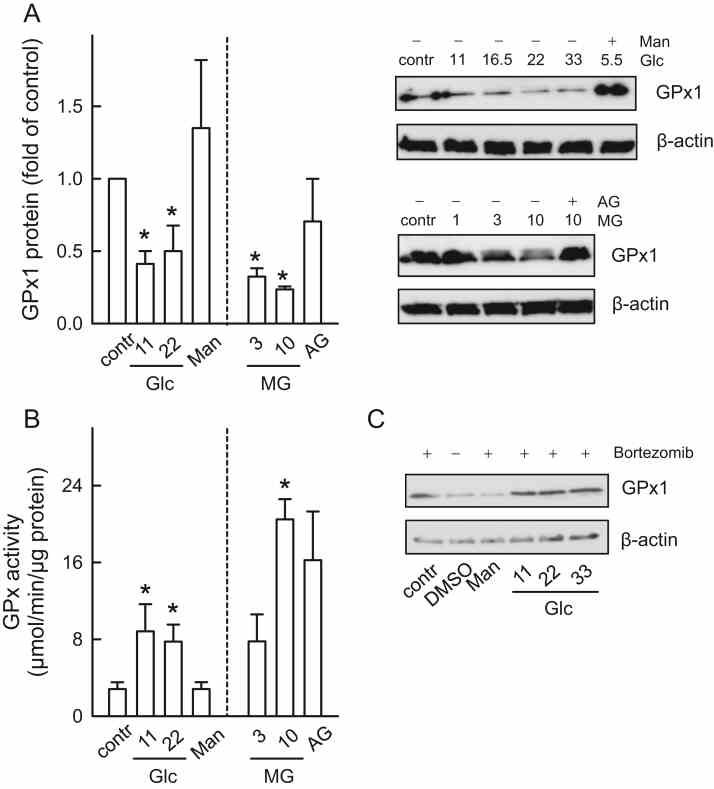 Enhanced GPx activity compensates for the decreased GPx1 expression in HUVECs treated with high glucose or MG. HUVECs were exposed to D -glucose (Glc, n = 5) or MG ( n = 4) for 24 h. D -Mannitol ( D -Man) was used as osmotic control for 22 mM D -glucose, MG was scavenged by aminoguanidine (AG, 500 μM). GPx1 protein levels were determined by ( A ) Western blot analysis (the insert shows exemplary Western blots). ( B ) GPx enzymatic activity was measured as indicated in the Material and Methods section, and normalized to the GPx1 protein content. ( C ) For inhibition of the proteasome (exemplary Western blot analysis) cells were pre-incubated for 1 h with 5 nmol/L bortezomib (0.01% in DMSO); therefore a DMSO control was added. *p < 0.05 vs control. Note that the endothelial cell basal medium used as control (contr) itself contained 5.55 mmol/L D -glucose.
