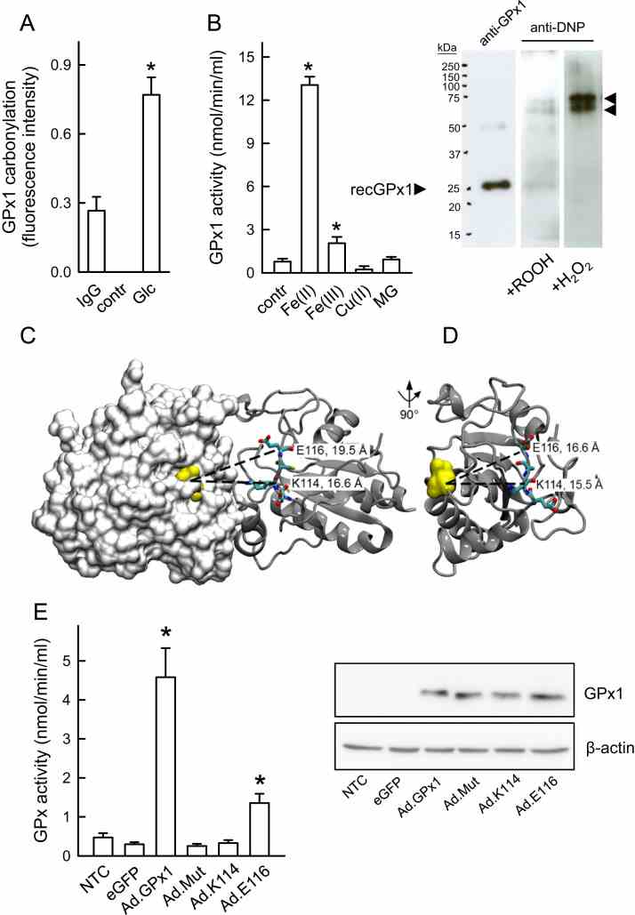 Carbonylation-associated increase in GPx activity. ( A ) Specific quantification of GPx1 carbonylation in HUVECs incubated with 22 mmol/L D -glucose (Glc) for 24 h using a sandwich GPx1 ELISA and DNPH-derivatized cell lysates. IgG-antibody (IgG) and a derivatization control solution (contr) were used to demonstrate overall specificity. n = 3, *p < 0.05 vs IgG control. ( B ) Measuring enzymatic activity of a recombinant GPx1 protein (contr) under mild oxidative conditions in the presence of iron (Fe(II)) and MG. Statistical summary, n = 7–13, *p < 0.05 vs control. Fe (II) metal specificity of hydroperoxide-dependent GPx1 carbonylation was demonstrated using comparable concentrations of Fe(III) and Cu(II) ( n = 3). The insert shows recombinant GPx1 in vitro carbonylated under mild (0.05% (w/w) cumene hydroperoxide) or strong (0.3% (w/w) hydrogen peroxide) oxidative conditions and detected by Western blot analysis (exemplary images). Note the aggregated GPx1 protein marked by arrows, which might reflect an oxidative linkage between GPx1 monomers. ( C, D ) Location of the mutated residues in the 3D structure of human GPx1. ( C ) Side view of GPx1 homodimers showing selenic acid at the selenocysteine site (yellow, van der Waals spheres representation), the four EKCE amino acids (stick representation), and the intermolecular distances between the C-alpha atoms (dashed lines). The surface representation of the left monomer in the dimeric structure (white) shows the active site located in a shallow depression around the selenic acid. ( D ) GPx1 dimer interface. The right monomer (gray, cartoon representation) of the dimer structure shown in (C) was rotated by 90° to show the dimer interface. Additionally, the selenic acid is shown in yellow spheres on the monomer along with the intramolecular distances between the corresponding C-alpha atoms for the mutated residues. ( E ) Effects of different mutations on GPx1 enzymatic activity. GPx activity assay with MCF-7 lysates and adenovirally mediated overexpression of wild-type and mutant GPx1 proteins (Ad.GPx1, wild-type protein; Ad.Mut, EKCE replaced by SAIS; Ad.K114, Ad.E116). Ad.eGFP reporter gene expression and NTC (non-transduced control) were used as controls (statistical summary, n = 4, *p < 0.05 vs NTC). The insert shows an exemplary Western blot of recombinant wild-type and mutant GPx1 proteins, demonstrating the presence of roughly equal quantities of overexpressed wild-type and mutant proteins in MCF-7 cells. β-Actin served as a loading control.