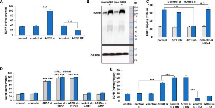 EGFR is increased following decline in ARB or SHP2 and reduced by AP-1 inhibition but unaffected by galectin-3 silencing. A, in human prostate stem cells, ARSB siRNA increased EGFR to ～2.8 times the baseline level of 35.2 ± 1.1 ng/mg of protein (p < 0.001, one-way analysis of variance with Tukey–Kramer post-test; n = 3). Inversely, ARSB overexpression reduced the EGFR to 19.0 ± 1.9 ng/mg of protein (p < 0.001; n = 3). B, representative Western blotting shows the increase in density of EGFR in the prostate stem cells following ARSB silencing. Glyceraldehyde-3-phosphate dehydrogenase (GAPDH) is used as a control. Minimal EGFR degradation is evident. C, the increase in EGFR protein caused by ARSB silencing was blocked by inhibition of AP-1 (SR11302; 5 μm for a 2-h pretreatment and then 24 h). In contrast, galectin-3 silencing by siRNA or inhibition of SP1 nuclear binding by mithramycin (250 nm for 24 h) had no effect on the ARSB siRNA- induced increase in EGFR. D, EGFR expression was increased by ARSB siRNA or by the SHP2 inhibitor PHPS1 (30 μm for 24 h) in prostate epithelial cells and prostate stem cells (p < 0.001; n = 3). The increase following PHPS1 was greater than the increase following ARSB silencing (p < 0.001). cJMP (400 μm for a 2-h pretreatment and then 24 h) inhibited the ARSB silencing-induced increase, consistent with the observed effect of AP-1 inhibition shown in C. E, EGFR expression was increased by ARSB siRNA and further increased by the dominant negative SHP2 DNA construct (p < 0.001). The constitutively active SHP2 construct significantly inhibited the EGFR, compared with the vector control (p < 0.001; n = 3). Findings indicate that the decline in SHP2 mediated the effect of ARSB knockdown on EGFR. Bars, mean ± S.D. (error bars). consi, control siRNA; PEC, prostate epithelial cells; si, siRNA. ***, p ≤ 0.001. N.D., no difference.