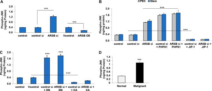Phospho-JNK is increased in prostate stem cells and prostate tissue following ARSB silencing or SHP2 inhibition. A, in prostate stem cells, ARSB silencing significantly increased (p < 0.001, n = 3) and ARSB overexpression significantly reduced (p < 0.001, n = 3) the phospho-JNK concentration. B, ARSB siRNA significantly increased the phospho-JNK in the prostate epithelial and stem cells (p < 0.001, n = 3). The SHP2 inhibitor PHPS1 further increased the phospho-JNK levels (p < 0.001). JIP-1 significantly reduced phospho-JNK (p < 0.001) in the cells. C, phospho-JNK was significantly increased by the DN SHP2 construct (p < 0.001, n = 3) and significantly inhibited by the CA SHP2 in the prostate stem cells (p < 0.001, n = 3). D, in malignant prostate tissue, the phospho-JNK was significantly higher than in the normal prostate tissue (p < 0.001, unpaired t test, two-tailed, n = 6). Bars, mean value ± S.D. (error bars). ***, p ≤ 0.001.