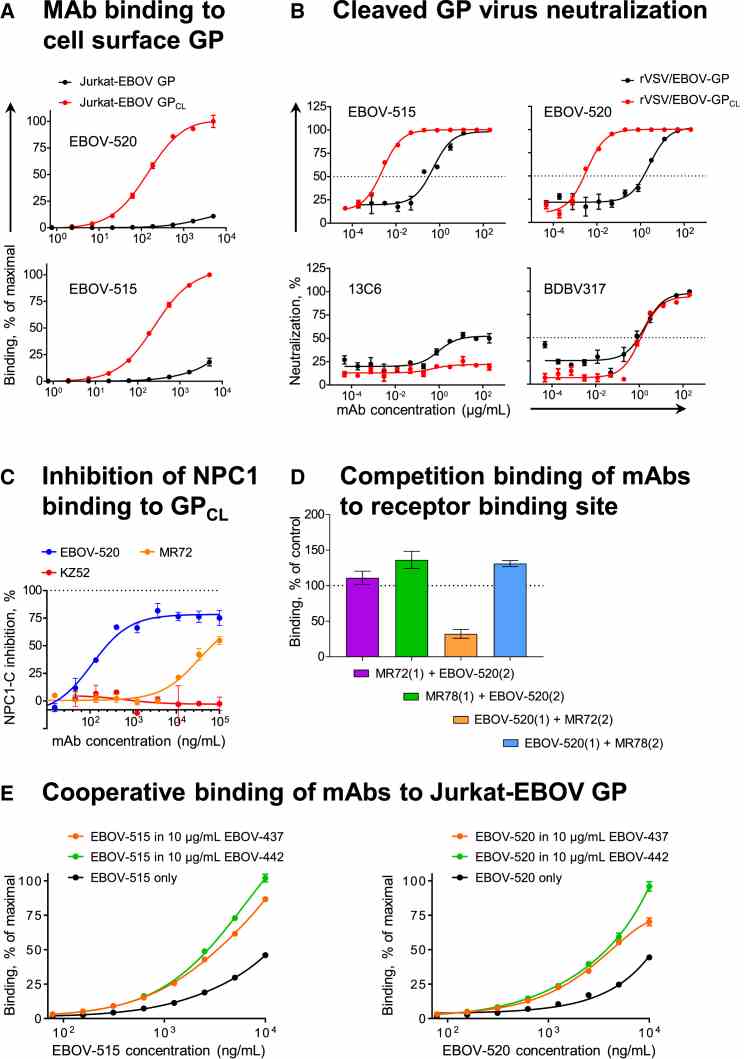 EBOV-515 and -520 Target Both Intact GP and Cleaved GP CL Intermediate to Neutralize the Virus (A) Binding curves for EBOV-515 or -520 using Jurkat-EBOV GP or Jurkat-EBOV GP CL . Fluorescently labeled mAbs were incubated with cells, and binding was assessed by flow cytometric analysis. (B) Neutralization curves for EBOV-515 or -520 or control mAbs 13C6 or BDBV317 using rVSV/EBOV-GP or rVSV/EBOV-GP CL . (C) Capacity of mAbs to inhibit NPC1-C binding to GP CL . mAbs were incubated with Jurkat-EBOV GP CL , then with purified NPC1-C tagged with FLAG-epitope. Complexes were detected with anti-FLAG Abs by flow cytometry. (D) Competition binding of EBOV-520 with RBS-specific mAbs MR72 or MR78 was assessed using Jurkat-EBOV GP CL . mAb binding was analyzed by flow cytometry. Numbers indicate the percent binding of the second fluorescently labeled mAb (2) in the presence of the first unlabeled mAb (1), compared to binding of second labeled mAb alone (dotted line). (E) Binding curves of fluorescently labeled mAb EBOV-515 or -520 to Jurkat-EBOV GP in the presence of a fixed concentration of unlabeled mAb EBOV-437 or -442. Mean ± SD of triplicates are shown, and data in (A) and (C)–(E) are representative of two independent experiments. Data in (B) represent one experiment. See also Figure S4 .