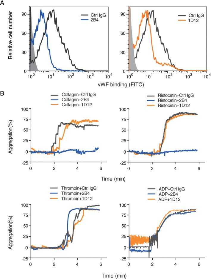 2B4 and 1D12 inhibit vWF binding. a The vWF binding was inhibited by 2B4 and 1D12 and detected by flow cytometry. Washed mouse platelets were incubated with 10 μg/ml 2B4 or 10 μg/ml 1D12 for 20 min, and then 2 μg/ml recombined mouse vWF was added in the presence of 1 mg/ml ristocetin. Binding of vWF was detected with FITC-conjugated mouse vWF IgG by flow cytometry and quantitated by mean fluorescence intensity. b 2B4 inhibited ristocetin- and collagen-induced platelet aggregation. Different agonist-induced aggregation of PRP that had been pretreated with 10 μg/ml rat IgG (negative control, gray), 10 μg/ml 2B4 (blue), and 10 μg/ml 1D12 (orange) were detected for 6 min. Agonists: ristocetin (1 mg/ml), thrombin (0.05 U/ml), ADP (10 nM), and collagen (2 μg/ml). The histograms are representative of three independent experiments