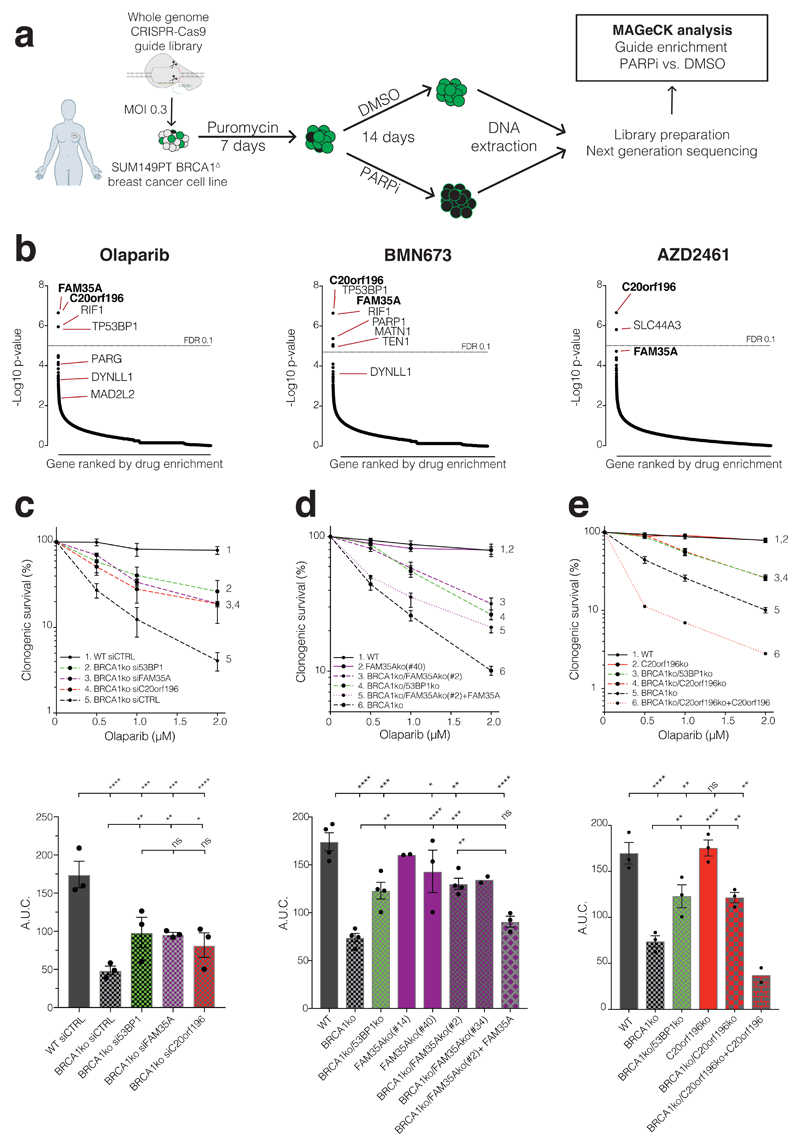 a, Schematic of screen procedure. b, MAGeCK analysis of guide enrichments following specified drug treatments; false discovery rate (FDR) of 0.1 indicated by dotted line; n=3 technical replicates per drug treatment. c, siRNA mediated verification of hits in clonogenic survival assays; lower panels show area under the curve (AUC); n=3 independent experiments d, De novo Cas9 mediated knockout (ko) verification and complementation for FAM35A in clonogenic survival assays (multiple ko clones are shown in AUC); n=4 independent experiments except FAM35Ako(#14) (n=2), FAM35Ako(#40) (n=3), BRCA1ko/FAM35Ako(#34) (n=2), and BRCA1ko/FAM35Ako(#2) +FAM35A (n=3). e, As (d) but for C20orf196; n=3 independent experiments except BRCA1ko/C20orf196ko + C20orf196 (n=2). c-e Bars represent mean ± SEM, one-way Anova; *p<0.05, **p<0.01, ***p<0.001, ****p<0.0001, ns=not significant (p≥0.05). Individual data points are plotted over bars, and statistical source data including the precise p values can be found in .