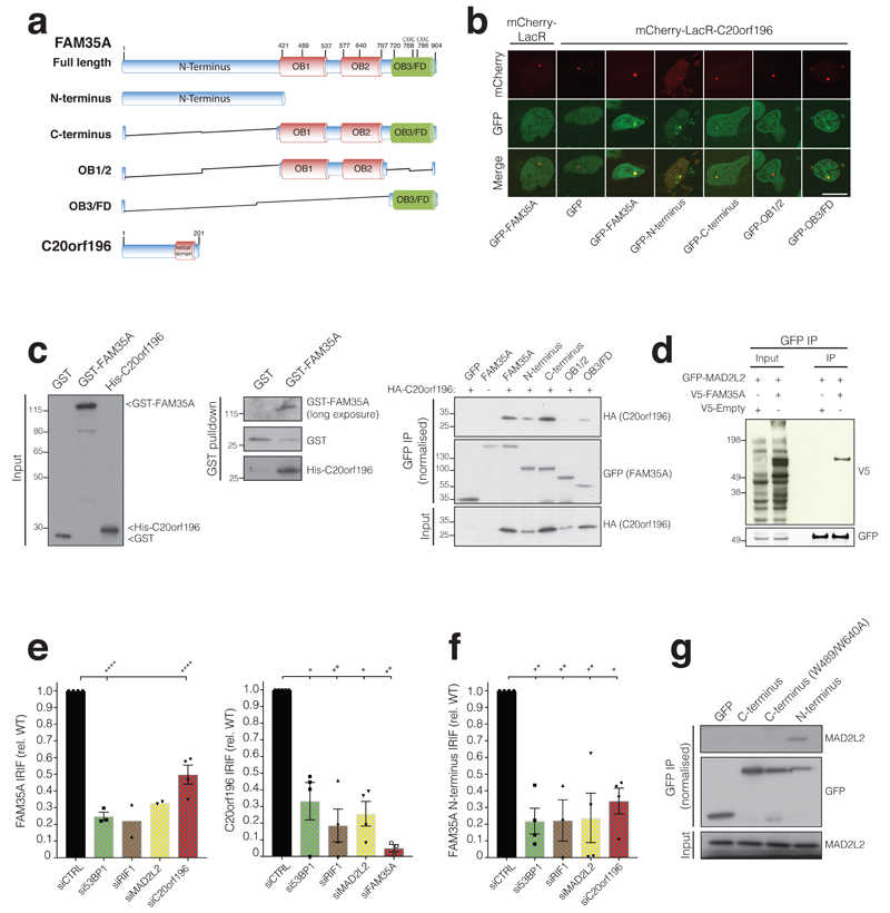 a, FAM35A and C20orf196 predicted domains and variants used, OB fold (OB), FAM domain (OB3/FD). b, Recruitment of FAM35A/derivatives GFP-fusions to a chromosomal Lac-operator array via mCherry-LacR-C20orf196. Data shown represent 3 experiments with quantifications shown in . Scale bar 10μm. c, (left and middle panel) Purified recombinant GST-FAM35A directly interacts with recombinant His-C20orf196. c, (right panel) Cell extracts expressing GFP-FAM35A/derivatives and HA-C20orf196 analysed by co-immunoprecipitation and immunoblotting. d, V5-FAM35A co-immunoprecipitates with GFP-MAD2L2; interaction with C20orf196 shown in . e, Quantification of inducible GFP-FAM35A (left panel) and GFP-C20orf196 (right panel) IRIF in γH2AX positive cells 5 h after IR (5Gy) treated with indicated siRNAs. N=4 independent experiments except (left panel) si53BP1 (n=3), siRIF1 and siMAD2L2 (n=2); and (right panel) siCTRL(n=5), siRIF1(n=3), siFAM35A(n=3). f, As in (e) but for inducible GFP-FAM35A N-terminus; n=4 independent experiments except siRIF1 (n=3). g, Endogenous MAD2L2 co-immunoprecipitates with GFP-FAM35A N-terminus. e-f, Bars represent mean ± SEM, one-way Anova; *p<0.05, **p<0.01, ***p<0.001, ****p<0.0001, ns=not significant (p≥0.05); individual data points plotted over bars. Statistical source data including the precise p values are shown in . All immunoblots are representative of two independent experiments; unprocessed scans of immunoblots are shown in .