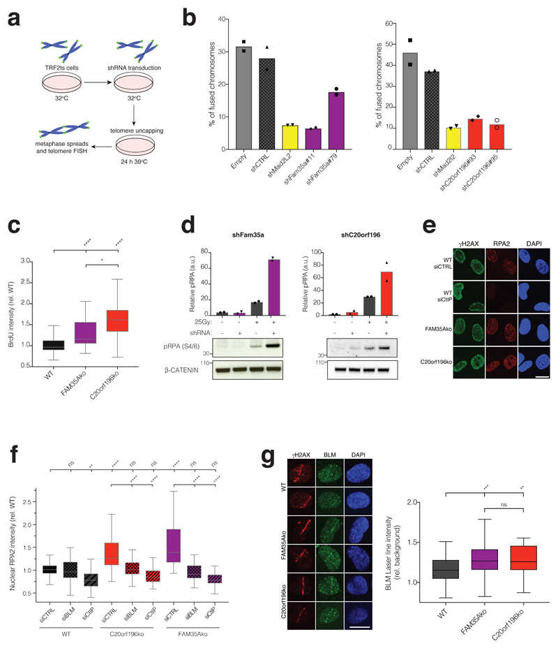 a, Schematic of TRF2ts experimental setup. b, shRNA depletion of FAM35A (left panel) or C20orf196 (right panel) reduces un-capped telomere-mediated chromosome fusions. Bars represent means. The experiments were performed twice with ≥1300 chromosomes counted per condition, and individual data points plotted over bars; source data can be found in . c, FAM35Ako and C20orf196ko RPE1 cells labelled with BrdU (10μM) for 48 h then treated with 1μM camptothecin (CPT) for 1 h, pre-extracted, fixed and stained for BrdU under non-denaturing conditions to visualise ssDNA. Box and whisker plot with centre line at median, box limits at 25 th /75 th centiles and whiskers ±1.5xIQR; one-way Anova; n=3 independent experiments. d, IR-induced pRPA(S4/8) is enhanced in MEFs due to Fam35a or C20orf196 silencing. Bars represent means. The experiments were performed twice with individual data points plotted over bars; source data can be found in . e, RPE1-FAM35Ako or -C20orf196ko cells display hyper DNA-end resection (cells treated with 1μM camptothecin for 1h). Representative images from 3 independent experiments. Scale bar 10μm. f , RPE1-FAM35Ako or -C20orf196ko cells display BLM and CtIP dependent markers of excessive DNA-end resection. Box and whisker plot with centre line at median, box limits at 25 th /75 th centiles and whiskers ±1.5xIQR; one-way Anova; n=3 independent experiments. g, Enhanced BLM accrual in FAM35Ako and C20orf196ko compared with wild-type (WT) RPE1 cells fixed and stained 2 h after laser micro-irradiation. Representative images shown in left panel and quantification in right panel. Scale bar 10μm. Box and whisker plot with centre line at median, box limits at 25 th /75 th centiles and whiskers ±1.5xIQR; one-way Anova; n=3 independent experiments. For c, f and g, *p<0.05, **p<0.01, ***p<0.001, ****p<0.0001, ns=not significant (p≥0.05); statistical source data including the precise p values can be found in .