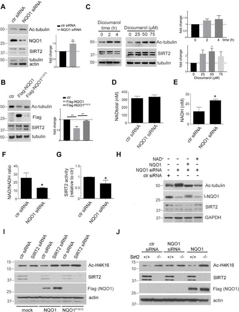 NQO1 positively regulates SIRT2 activity. (A) MCF-7 cells were transfected with either control (ctr) siRNA or NQO1 siRNA. 48 h after transfection, lysates were analyzed by western blotting using antibodies against Lys-40 acetylated tubulin (Ac-Tubulin), NQO1, SIRT2 and tubulin/actin. Quantification of acetylated tubulin levels are presented, **p<0.01. (B) MDA-MB-231 cells (NQO1 null) were transfected with either empty vector (ctr), Flag-NQO1 or Flag-NQO1P187S. 48h after transfection, lysates were analyzed by western blotting using antibodies against Lys-40 acetylated tubulin (Ac-Tubulin), Flag, SIRT2 and tubulin/actin. Quantification of acetylated tubulin levels are presented, **p<0.01. (C) MCF-7 cells were treated with Dicoumarol (100 uM) for different times or with different concentrations as indicated for 24h. Lysates were analyzed by western blotting using antibodies against Lys-40 acetylated tubulin (Ac-Tubulin), SIRT2 and tubulin. Quantification of acetylated tubulin levels are presented, *p<0.05. (D, E, F) MCF-7 cells were transfected with either control (ctr) siRNA or NQO1 siRNA. Cells were lysed in extraction buffer, and NADtotal (NAD and NADH) (D) as well as NADH alone (E) were calculated. The ratio of NAD/NADH (F) is calculated based on the formula (NADtotal-NADH)/NADH. Data represent Mean ± SEM of three independent experiments, *P<0.05. (G) MCF-7 cells were transfected with either control (ctr) siRNA or NQO1 siRNA. 48 h after transfection, SIRT2 activity in these lysates was determined by using a fluorometric assay based on the deacetylation of a unique target peptide included in the kit (FLUOR DE LYS? SIRT2 Deacetylase Fluorometric Assay Kit). Data represent Mean ± SEM of three independent experiments, *P<0.05. (H) MCF-7 cells were transfected with either control (ctr) siRNA or NQO1 siRNA. NQO1 knockdown cells were next transfected with NQO1 cDNA or treated with NAD+ (0.5 mM). Cell extracts were analyzed by western blotting using antibodies against Acetylated-Tubulin (Ac-tubulin), NQO1, SIRT2 and actin/GAPDH. * denotes exogenously expressed Flag-NQO1, whereas ** denotes the expression of endogenous NQO1. (I) MCF-7 cells were transfected with either control (ctr) siRNA or SIRT2 siRNA in the presence or absence of exogenously expressed NQO1 or NQO1P187S. Cell extracts were analyzed by western blotting using antibodies against acetylated histone H4 lysine16 (Ac-H4K16), SIRT2, Flag (NQO1) and actin. Note that NQO1P187S cannot be detected as this mutation affects enzymatic activity by extremely decreasing stability due to ubiquitination and proteasomal degradation [44]. (J) Wild-type (Sirt2+/+) and Sirt2 knockout (Sirt2-/-) MEFs were transfected with either control (ctr) siRNA, Nqo1 siRNA or Flag-NQO1 cDNA. Cell extracts were analyzed by western blotting using antibodies against acetylated histone H4 lysine16 (Ac-H4K16), SIRT2, Flag (NQO1) and actin.