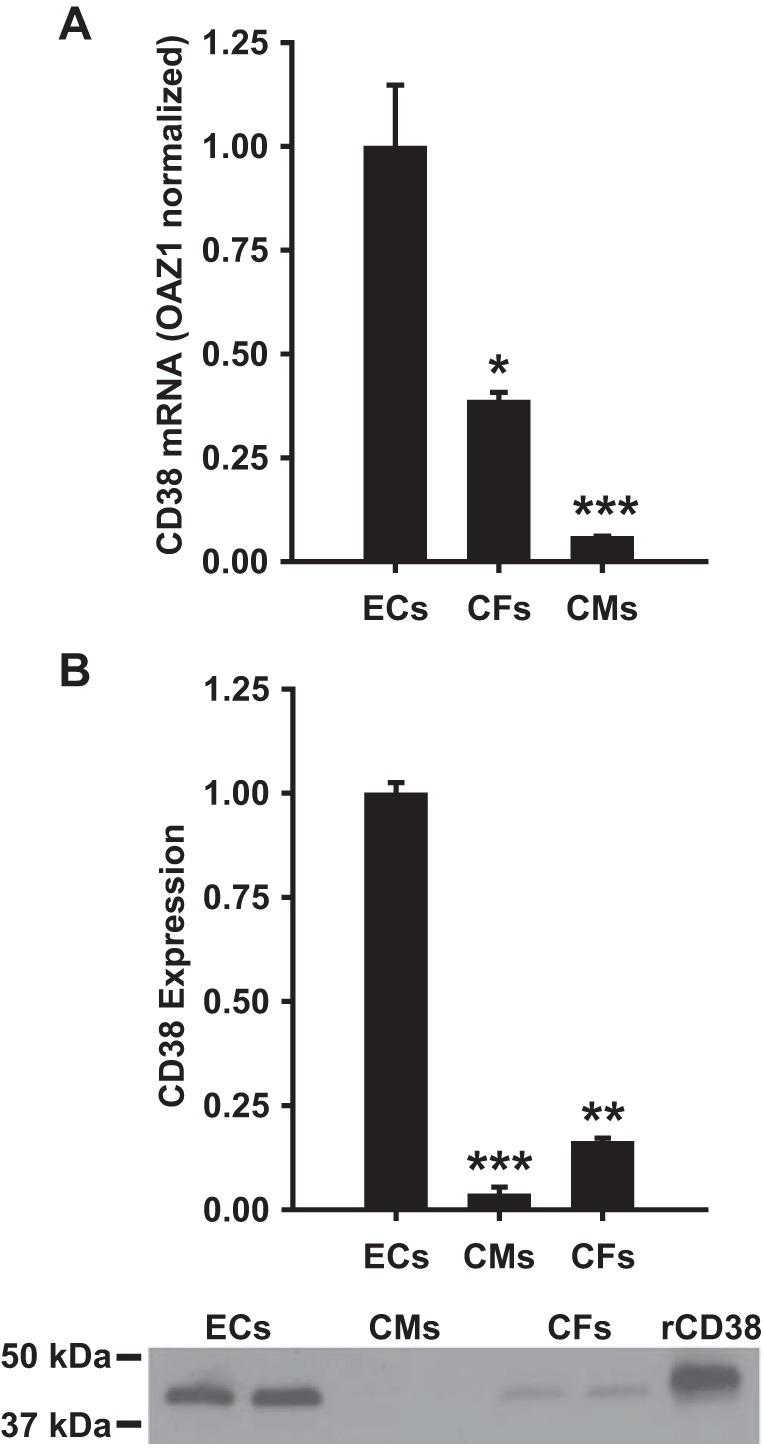 Cellular CD38 mRNA and expression levels. A: CD38 mRNA levels were significantly higher in ECs than in CFs and CMs. Levels were normalized to the housekeeping gene OAZ1, which showed similar levels of mRNA in each cell type. *P < 0.05 vs. ECs,***P < 0.001 vs. ECs (means ± SE; n = 4). B: Western blotting was used to determine the relative expression of CD38 in each cell type. For each cell type, 30 μg of total cellular protein was loaded to gels. The Western blot at the bottom of B shows a typical blot with 2 samples run for each cell type and on the right a standard of recombinant rat CD38 (rCD38) containing 100 ng of CD38. **P < 0.01 vs. ECs, ***P < 0.005 vs. ECs (means ± SE; n = 4).