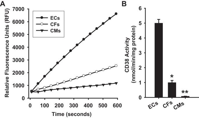 Cellular CD38 activity levels. A: CD38 NAD(P)+ase activity was measured in ECs, CFs, and CMs based on the increase in fluorescence with the conversion of NAD+ analog ε-NAD to the highly fluorescent product ε-ADPR. The signal is expressed as relative fluorescence units. From this signal the activity is calculated and expressed as nmol·min?1·mg protein?1. For each cell type, 100 μg of total cellular protein was used. B: in ECs, CD38 activity was found to be 5-fold higher than in CFs, and over 50-fold higher than in CMs. *P < 0.05 and **P < 0.01 vs. ECs (means ± SE; n = 4–6).