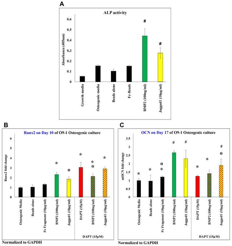 JAGGED1 induces osteoblastogenesis, as demonstrated by measuring the (A) alkaline phosphatase activity of O9-1 cells when treated with dynabeads bound recombinant JAG1-Fc fragment (yellow) or BMP2 (green, positive control). Growth media, osteogenic media, dynabeads alone and dynabeads bound Fc-fragment were used as controls (black bars). The canonical NOTCH pathway inhibitor DAPT (red bar, red patterned bars) did not inhibit JAG1-induced gene expression of (B) early osteoblast marker, Runx2, (C) late osteoblast marker, Ocn. (n=3) (Similar symbols = no difference, different symbols = significant difference) (S.D p<0.05)