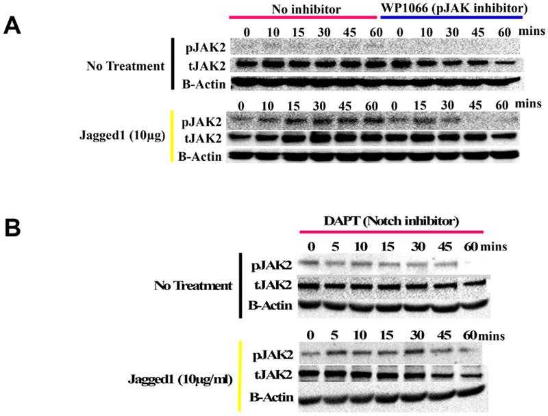 (A) Lysates obtained from O9-1 cells treated with dynabeads alone (entire blots in Supplemental Figure S4A) or bound to Fc-fragment, BMP2 and etoposide, both known inducers of JAK2 phosphorylation (data not shown) and dynabeads bound recombinant JAG1-Fc fragment, were probed for phosphorylated JAK2 (entire blots in Supplemental Figure S4B). (B) O9-1 cells were treated with a NOTCH canonical pathway inhibitor, DAPT, prior to adding treatments. Lysates were then probed for JAK2 phosphorylation.