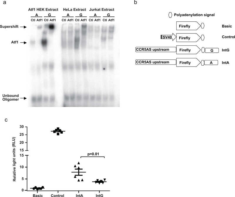 a , An electrophoretic mobility shift assay (EMSA) was performed with 32 P-labelled oligonucleotides containing the core binding sequence for ATF1 containing the A or G variant of rs2027820. Nuclear extracts of recombinant human ATF1-transfected HEK 293, or untransfected HeLa or Jurkat cells were incubated with each of the oligonucleotides (indicated as A or G) in the presence of a control antibody (Ctl for ATF1-transfected HEK 293 extracts was specific for Sp1; Ctl for HeLa and Jurkat extracts was nonspecific IgG) or ATF1-specific antibody (ATF1). The presence of a shift (marked Atf1) indicates that the oligonucleotide binds a protein contained in the corresponding nuclear extract. A supershift is observed when an anti-ATF1 antibody is added, but not when Sp1 antibody or control IgG is added. A single experiment was performed. b , A fragment of 1000 base pairs immediately upstream of the transcription start site of CCR5AS, and a 500 base pair intronic fragment containing the rs2027820A/G polymorphic site were cloned upstream and downstream of the firefly luciferase gene, respectively, in a PGL3-basic vector. The firefly luciferase constructs with basic vector (no promoter), control vector (SV40 promoter), IntA (rs2027820A), and IntG (rs rs2027820G) were transfected along with Renilla luciferase encoding vector in a 293T derivative cell line (Lenti-X). c , Luciferase activity was measured 24 hours post-transfection and relative activity of Firefly luciferase normalized to Renilla was determined as relative light units (RLU). The IntG vector showed significantly higher luciferase activity as compared to the IntA vector. The data represent three replicates in each group from two independent experiments experiments. The mean ±SE are depicted as horizontal and vertical bars for each group, respectively. Statistical significance was determined using non-parametric t test and two tailed p value is indicated.