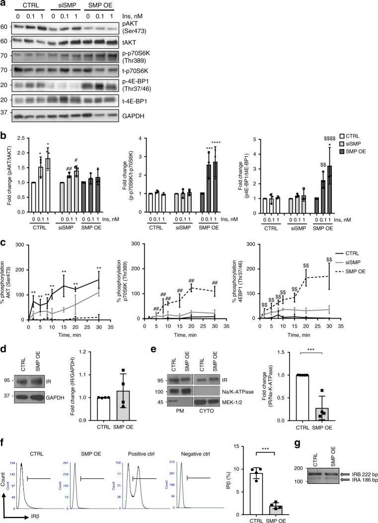 SMPDL3b regulates the insulin-signaling pathway in human podocytes. a Representative Western blot image of main downstream targets of the insulin receptor signaling in control (CTRL), SMPDL3b knockdown (siSMP) and SMPDL3b overexpressing (SMP OE) podocytes exposed to increasing concentration of insulin (0, 0.1, 1 nM): phosphorylated (pAKT) and total (tAKT) AKT; phosphorylated (p-p70S6K) and total (t-p70S6K) p70S6K; phosphorylated (p-4EB-P1) and total (t-4EB-P1) 4EB-P1. b Bar graph analysis of the fold change ratio of pAKT to tAKT (left panel), p-p70S6K to t-p70S6K (central panel) and p-4EB-P1 to t-4EB-P1 (right panel) in CTRL, siSMP, and SMP OE podocytes. n = 3 independent experiments; * P < 0.05 (when compared AKT phosphorylation level in insulin treated CTRL cells); ## P = 0.002, # P = 0.011, F = 5.67 (when compared AKT phosphorylation level in insulin-treated siSMP cells); *** P = 0.0002, **** P < 0.0001, F = 21.47 (when compared p70S6K phosphorylation level in insulin-treated SMP OE cells); $$ P = 0.008, $$$$ P < 0.0001, F = 10.09 (when compared 4EB-P1 phosphorylation level in insulin-treated SMP OE cells); one-way ANOVA. n = 3 independent experiments. c Kinetics of AKT (left panel), p70S6K (central panel), and 4EB-P1 (right panel) phosphorylation in CTRL, siSMP, and SMP OE podocytes treated with 1 nM of insulin. ** P = 0.001, F = 9.31; ## P = 0.0003, F = 12.27; $$ P = 0.003, F = 7.84, one-way ANOVA. n = 3. d Western blot and bar graph analysis of insulin receptor (IR) expression in total lysates of CTRL and SMP OE podocytes; P = 0.448, two-tailed t -test. n = 4 independent experiments. e Western blot and graph analysis of IR localization at the plasma membrane (PM) in CTRL and SMP OE podocytes. Na/K-ATPase was used as a marker for the PM fraction and MEK-1/2 was used as a marker of the cytosolic fraction (CYTO); *** P = 0.0004, two-tailed t -test. n = 5 independent experiments. f FACS and related quantification analysis of the insulin receptor expression in CTRL and SMP OE podocytes. Unstained cells were used as a negative control; HEK293 cells transfected with an insulin receptor overexpressing construct were served as a positive control. A total of 30,000 cells per sample was analyzed; *** P < 0.0001, two-tailed t -test. n = 4 independent experiments. g PCR analysis of the insulin receptor isoform A (IRA) and isoform B (IRB) gene expression in CTRL, and SMP OE podocytes. Error bars represent standard deviation (SD)