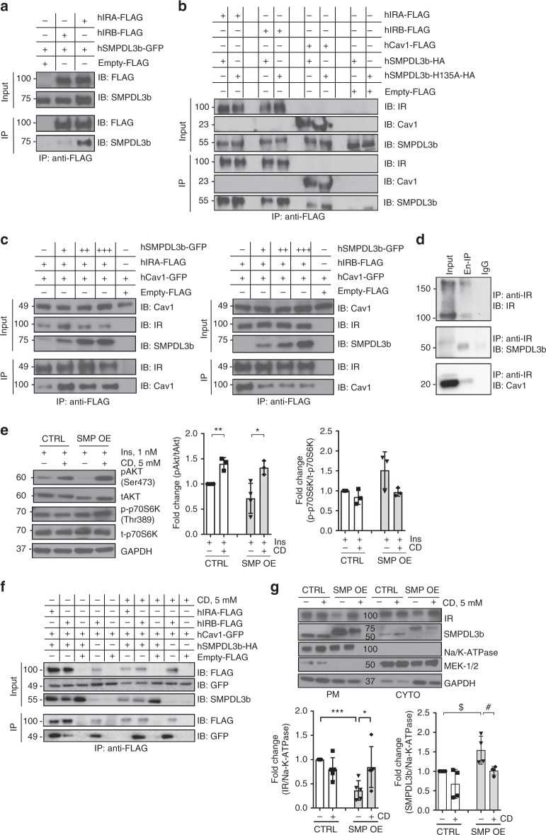 SMPDL3b interacts with IRA, IRB, and caveolin-1 in a competitive manner. a – c Immunoprecipitation (IP) experiments performed in HEK293 cells co-transfected with human hIRA-FLAG, hIRB-FLAG, hSMPDL3b-GFP, hSMPDL3b-HA hSMPDL3b-H135A-HA, hCav1-FLAG, and hCav1-GFP plasmids. Empty FLAG vector (Empty-FLAG) was used as a negative control. Antibodies (IB) against FLAG, SMPDL3b, insulin receptor β-subunit (IR), or caveolin-1 (Cav1) were used in Western blot analysis. Each IP experiment was repeated at least three times. a SMPDL3b interacts with both IR isoforms but preferentially with IRA. b Wildtype SMPDL3b interacts with IRA, IRB, and caveolin-1, a mutation (H135A) in the phosphodiesterase activity domain of SMPDL3b does not affect these interactions. c Overexpression of SMPDL3b enhances the interaction between caveolin-1 and IRA (left panel) and suppresses the interaction between caveolin-1 and IRB (right panel). d Endogenous IP experiments using glomeruli isolated from five C57BL/6 mice indicate that SMPDL3b immunoprecipitates insulin receptor and caveolin-1. IgG served as a negative control. Each IP was repeated three times. e Western blot and bar graph analysis of AKT and p70S6K phosphorylation in control (CTRL) and SMPDL3b overexpressing (SMP OE) podocytes pre-treated with 5 mM methyl-β-cyclodextrin (CD) and stimulated with 1 nM insulin; * P = 0.02, ** P = 0.001, two-tailed t -test. n = 3 independent experiments. f IP experiments performed in HEK293 cells co-transfected with human hIRA-FLAG, hIRB-FLAG, hCav1-GFP, and hSMPDL3b-HA show that 5 mM CD treatment abrogates IRA/Cav1 interaction and restores IRB/Cav1 interaction in presence of SMPDL3b overexpression. g Western blot and bar graph analysis of the insulin receptor (IR) and SMPDL3b localization at the plasma membrane (PM) in CTRL and SMP OE podocytes exposed to 5 mM CD for 1 h; * P = 0.049, *** P = 0.0001 (for IR); $ P = 0.024, # P = 0.031 (for SMPDL3b); two-tailed t -test. n = 3 independent experiments. Error bars represent standard deviation (SD)