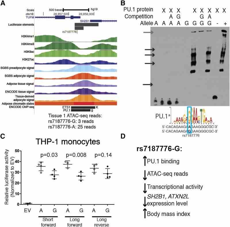 A variant at the ATP2A1-SH2B1 BMI GWAS locus alters chromatin accessibility and PU.1 binding. ( A) rs7187776 is located in the promoter of a long SH2B1 isoform, transcribed left-to-right in the image; the 5′-UTR of TUFM , transcribed right-to-left in the image; and a region containing ATAC-seq peaks from multiple sources. ETS1 and PU.1 ENCODE ChIP-seq binding was observed in K562 and GM12891, respectively. Many additional transcription factor ChIP-seq peaks overlap this region in the ENCODE datasets. (B) A 19-nt probe containing rs7187776-G shows increased protein binding to purified PU.1 in EMSA, similar to a positive control probe containing the consensus PU.1 motif (+). A negative control probe (-) and a probe containing rs7187776-A showed no binding to PU.1. Black arrows indicate allele-specific protein binding, gray arrow indicates the well of the gel. Similar protein binding patterns and equal amounts of free DNA probe were observed using SW872 nuclear extract (Figure S5). PU.1 consensus motif from JASPAR ( Mathelier et al. 2016 ). (C) The genomic region containing rs7187776-A shows increased transcriptional activity and allelic differences in THP-1 monocytes. The genomic region including part of the 3′ UTR of TUFM and part of the 5′ UTR of SH2B1 was cloned upstream of a minimal promoter and the luciferase gene. Dots represent the average of two technical replicates. Forward and reverse designated with respect to the genome, so forward corresponds to left-to-right in the image. P-values determined by Student’s t -test. EV, empty vector. (D) Summary of the direction of effect of rs7187776-G.