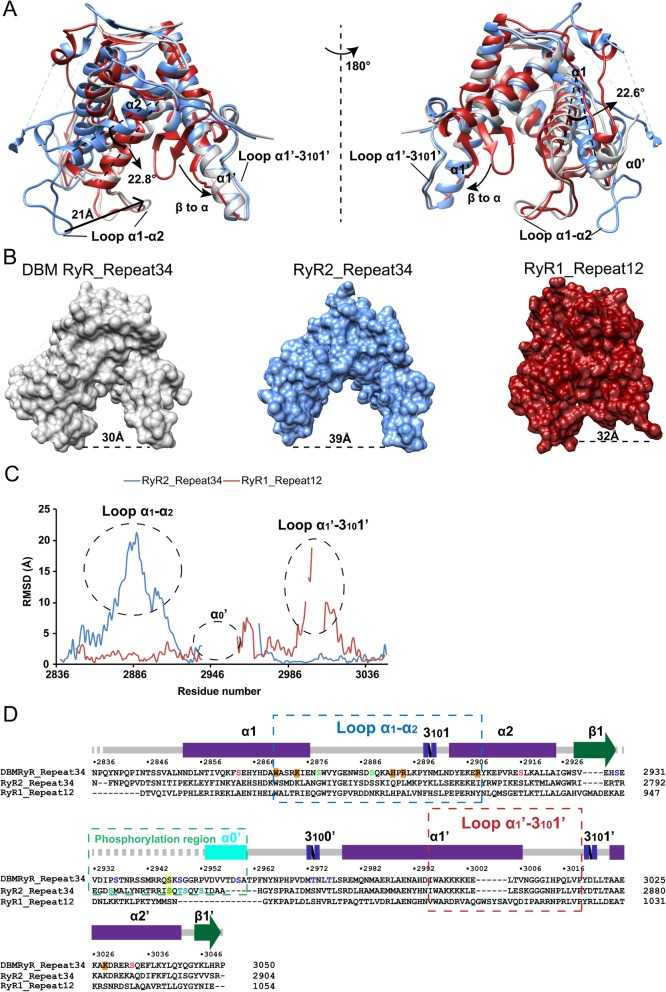 Comparison of repeat domains. a Superpositions of the DBM RyR Repeat34 crystal structure (gray) with mouse RyR2 Repeat34 crystal structure (blue; PDB ID 4ETV) and rabbit RyR1 Repeat12 crystal structure (red; PDB ID 5C30). The main structural differences are labeled. b Comparison of the surface views of the three structures in panel A. The distance between the two ends of each horseshoe is labeled. c Plot showing per residue root mean square deviation (RMSD) for the mouse RyR2 Repeat34 and rabbit RyR1 Repeat12 crystal structures relative to DBM RyR Repeat34 crystal structure. d Sequence alignment of DBM Repeat34, mouse RyR2 Repeat34, and rabbit RyR1 Repeat12. Secondary structure elements for DBM RyR Repeat34 are indicated above the sequence. Phosphorylation sites in DBM are colored in blue, green, and pink depending on their location within the 3-dimensional structure of the domain (same color scheme as in Fig. ). Phosphorylation sites in RyR2 are colored in turquoise. The classic PKA site RyR2 S2808 and the equivalent PKA site DBM RyR S2946 are highlighted in yellow. Residues contributing to the glycerol binding are highlighted in orange