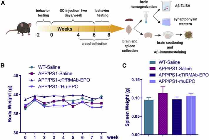 Body and spleen weight changes after chronic treatment with cTfRMAb-EPO and rhu-EPO. Schematic of the injection and blood collection timeline (A). Panel A was created with BioRender.com . Mice were weighed weekly up to 8 weeks after treatment initiation. No significant difference was observed in the weight of the mice between the experimental groups (B). No significant difference in spleen weight was observed between the experimental groups (C). Data are presented as mean ± SEM of 7-11 mice per group. One-way ANOVA with Holm-Sidak's post hoc test was used to compare with WT-saline controls. Abbreviations: EPO, erythropoietin; WT, wild-type.