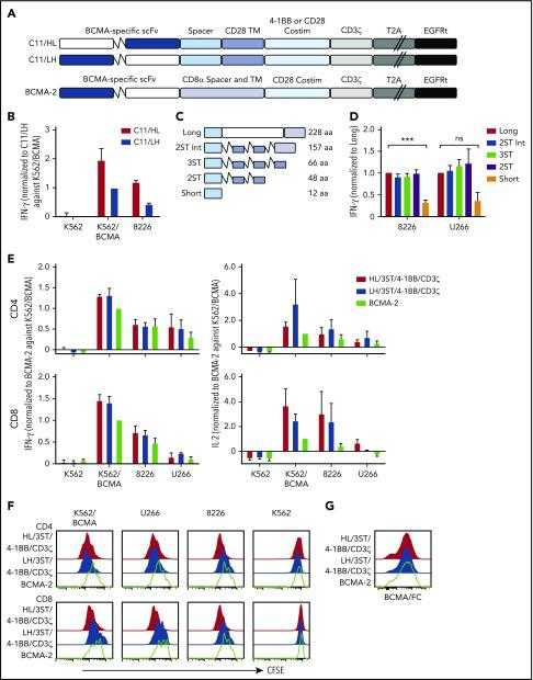 BCMA CAR design and optimization. (A) Schematic of CAR constructs containing the C11 scFv in VH/VL or VL/VH configuration (HL or LH), 4-1BB, or CD28 costimulatory domain (costim), CD3ζ signaling domain, T2A ribosomal skip sequence, and EGFRt. The previously described BCMA-2 CAR40 is also depicted, and contains a CD8α hinge and transmembrane (TM) domain, and a CD28 costimulatory domain. (B) CD8+ T cells were transduced with C11/HL and C11/LH 4-1BB/CD3ζ CARs containing a long spacer sequence (IgG4 hinge-CH2-CH3NQ) and selected for EGFRt expression. IFN-γ production in supernatants of CAR T cells after stimulation with K562, K562/BCMA, and 8226 cells for 24 hours was measured by ELISA. T cells were prepared from 2 different donors and values were normalized to production of C11/LH/4-1BB/CD3ζ against K562/BCMA. (C) Schematic of various spacers used in the C11/HL/4-1BB/CD3ζ BCMA-CARs. (D) IFN-γ production in supernatants of CD8+ BCMA CAR T cells with the indicated spacers after stimulation with 8226 and U266 myeloma cell lines for 24 hours as measured by ELISA. IFN-γ was normalized to production of long spacer CAR against 8226 or U266, respectively. (E) IFN-γ (left) and IL-2 (right) in supernatants of CD4+ and CD8+ T cells expressing C11/HL/3ST/4-1BB/CD3ζ, C11/HL/3ST/CD28/CD3ζ, or BCMA-2 CARs after 24 hours coculture with the indicated BCMA? and BCMA+ target cells. Values were normalized to BCMA-2 against K562/BCMA. (F) Proliferation of CD4+ and CD8+ BCMA CAR T cells after stimulation with target cells for 72 hours analyzed by CFSE dilution assay. (G) Representative CAR expression on CD8+ BCMA CAR T cells after isolation and expansion as measured by BCMA/Fc conjugated to APC. The E:T ratio was 2:1 in all assays. Data in panels D through G are summarized (D-E) or representative (F-G) of 2 or more individual experiments with T cells prepared from different donors. Data depicted in bar graphs represent mean plus standard error of the mean (SEM). ***P < .001; as determined by 1-way ANOVA with the Dunnett posttest. ns, not significant.