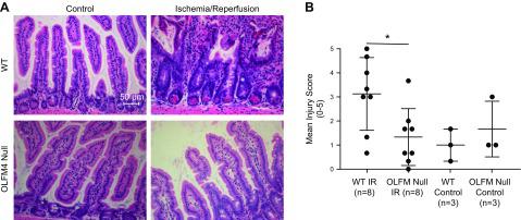 OLFM4 null mice have less histologic evidence of injury. A) Representative light microscopy images of mouse intestinal tissue stained with hematoxylin and eosin. Healthy control tissue for WT (top left) and OLFM4 null (bottom left) are demonstrated. Following IR injury, WT mice have severe injury up to complete loss of mucosal architecture (top right), whereas OLFM4 null mice have minimal visible evidence of IR injury (bottom right). B) Mean injury scores of WT and OLFM4 null mice after injury as graded with the Chiu score by 4 blinded observers. WT mice had significantly higher mean injury scores compared with OLFM4 null mice (3.1 ± 1.5 vs. 1.3 ± 1.1, P = 0.019; Student’s t test). Furthermore, OLFM4 null mice had similar mean injury scores as healthy controls.