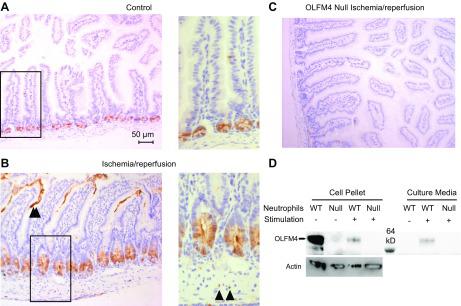 Representative immunohistochemical sections stained for OLM4 in mouse intestine. A) In healthy control WT mice, OLFM4 is located in the bases of the crypts. B) Following IR injury in WT mice, OLFM4 expression appears to extend further up the crypts, and OLFM4 is found secreted into the lumen (double arrow). OLFM4-positive neutrophils are also noted infiltrating the base of the crypts after IR injury (single arrows). C) OLFM4 null mice after IR injury shown for comparison, where OLFM4 is not present. D) Western blotting of neutrophil cell pellets or culture medium following stimulation with 100 nM PMA. Unstimulated WT neutrophil pellets have high levels of OLFM4 compared with stimulated. Culture medium from stimulated WT neutrophils has OLFM4, whereas there is no OLFM4 in the medium from unstimulated neutrophils. There is no OLFM4 in the null pellets or medium.