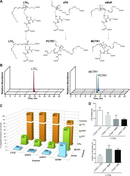 Selective conversion of ePD and eMaR to PCTR1 and MCTR1 by specific human GST. Each human recombinant enzyme (LTC4S, mGST2, mGST3, and GSTM4; 1 μg/ml) was incubated with each of the 3 synthetic epoxides (25 μM) in 25 mM Tris-HCl (pH 8.0), 0.05% Triton X-100, and 5 mM reduced glutathione for 15 min at 37°C. LTC4, MCTR1, and PCTR1 were each identified and quantified by LC-MS/MS. A) Mechanism of the SN2 nucleophilic substitution reaction on the epoxide leading to the conversion to LTC4, PCTR1, and MCTR1 by these enzymes. B) Representative MRM chromatograms of LTC4, MCTR1, and PCTR1 produced by these enzymes. C) Percentage conversion of the epoxides by the 4 enzymes. Data are expressed as the percentages of each conjugate compound out of the total produced by 1 enzyme (n = 3). D) LTA4, eMaR, and ePD inhibit human LTA4H. LTA4H (100 ng/ml) was first incubated with LTA4 (5 μM), eMaR (5 μM), or ePD (5 μM) for 15 min and then with LTA4 (5 μM) for 15 min at 37°C for inhibition experiments. Top, quantification of LTB4 formation following the incubation of LTA4H and LTA4. Bottom, percentage inhibition of LTB4 formation by the 3 epoxides. Values are expressed as means ± sem, n = 3. *P < 0.05, **P < 0.01 (1-tailed Student’s t test vs. LTA4H + LTA4 condition).