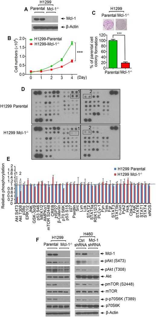 Knockout of Mcl-1 suppresses cancer cell growth via downregulation of Akt activity. A-E, Mcl-1 was knocked out from H1299 cells using CRISPR/Cas9, followed by analysis of Mcl-1 expression by Western blot (A), growth curve (B), colony formation (C), human phospho-kinase array (1: Akt S473; 2: Akt T308) (D), and quantification of human phospho-kinase by image J (E). Data represent the mean ± SD. *P < 0.05, ***P < 0.001, by 2-tailed t test. (F) Mcl-1 was knocked out from H1299 cells, or knocked down from H460 cells, followed by Western blotting analysis of Mcl-1, pAkt, pmTOR and p-p70S6K.