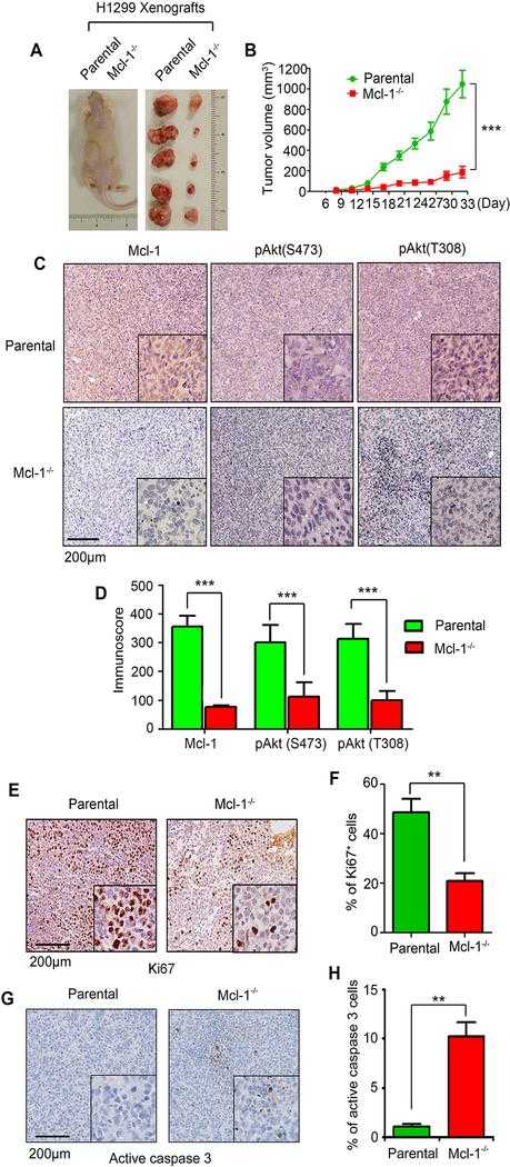Knockout of Mcl-1 inhibits tumor growth in vivo. A and B, The same number (3×106) of H1299 parental or Mcl-1?/? cells were injected into subcutaneous tissue in the flank region of nude mice to generate lung cancer xenografts (n=5 mice each group). Tumor volume was measured once every 3 days. After 33 days, the mice were sacrificed and the tumors were removed, photographed, and analyzed. Data represent the mean ± SD, n=5 per group. ***P < 0.001, by 2-tailed t test. C-H, IHC staining of Mcl-1, pAkt (S473), pAkt (T308), Ki67 and active caspase 3 was performed in tumor tissues at the end of experiments. Data represent the mean ± SD, n=5 per group. **P < 0.01, ***P < 0.001, by 2-tailed t test.