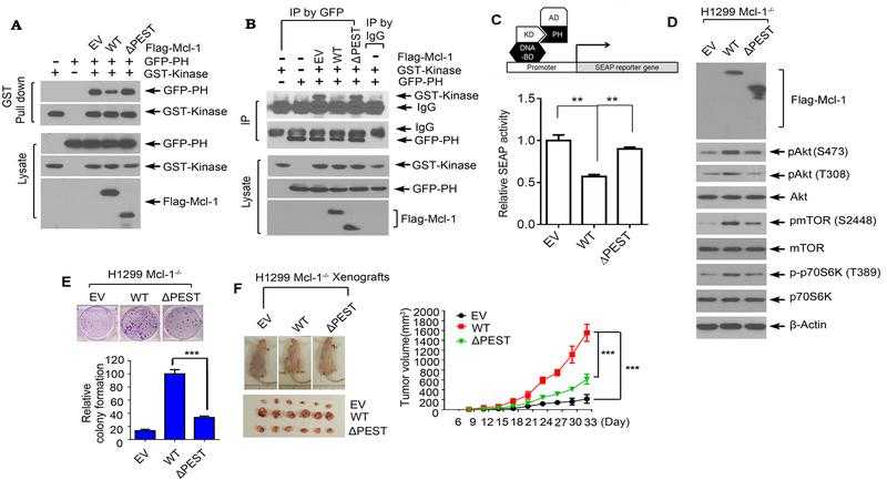The binding of Mcl-1 with Akt is essential for Mcl-1 to disrupt PH/KD interactions, upregulate Akt activity and promote tumor growth. A and B, GST-tagged kinase domain of Akt and GFP-tagged PH domain of Akt were co-transfected with Flag-tagged WT Mcl-1 or ΔPEST Mcl-1 mutant into H1299 cells, followed by GST pull down (A), or co-IP using GFP antibody (B), and Western blot using GST or GFP antibody. C, Interaction between the kinase domain and PH domain in the absence or presence of WT Mcl-1 or ΔPEST was measured in a mammalian two-hybrid system. D and E, H1299 Mcl-1?/? cells were transfected with empty vector (EV), Flag-tagged WT Mcl-1 or ΔPEST Mcl-1 mutant, followed by analysis of pAkt, pmTOR and p-p70 S6K by Western blot (D) and colony formation assay (E). Data represent the mean ± SD. ***P < 0.001, by 2-tailed t test. F, The same number (3×106) of H1299 Mcl-1?/? cells expressing EV, Flag-tagged WT Mcl-1 or ΔPEST mutant were injected into subcutaneous tissue in the flank region of nude mice to generate lung cancer xenografts. Tumor volume was measured once every 3 days. After 33 days, the mice were sacrificed and the tumors were removed, photographed, and analyzed. Data represent the mean ± SD, n=6 mice per group. ***P < 0.001, by 2-tailed t test.