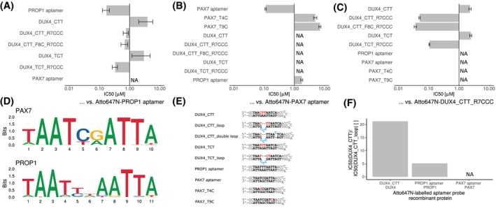 Specificity of DUX4 aptamers. A, Different aptamers were tested against the consensus PROP1 binding sequence inserted into the aptamer backbone by means of a TR‐FRET competition assays. Single experiment data is shown as IC50 values of various aptamers ± standard error of the data fitting to a four‐parameter logistic using R package “drc” (curves are provided in Supplemental Figures A‐C). B, TR‐FRET competition assay was performed to compare the binding of different aptamers to PAX7. C, TR‐FRET competition assay was performed to compare the binding of different aptamers to DUX4. D, DNA target sequence logos of PAX7 (JASPAR ID: MA0680.1) and PROP1 (JASPAR ID: MA0715.1) extracted from JASPAR database are displayed. E, DNA sequences of all aptamers used for this experiment are listed. Target motifs are depicted in bold font. Special sequence alterations are given in red font and bulge loops in blue font. F, The affinity gain caused by the affinity bulge loops in the DUX4 aptamer were compared in the presence of different transcription factors. The IC50 ratios (ordinate) between aptamers DUX4_CTT and DUX4_CTT_loop from TR‐FRET competition assays were compared. Different concentrations of aptamers were incubated with the recombinant proteins DUX4, PAX7, and PROP1 (abscissa) and corresponding Atto647N‐labeled probes