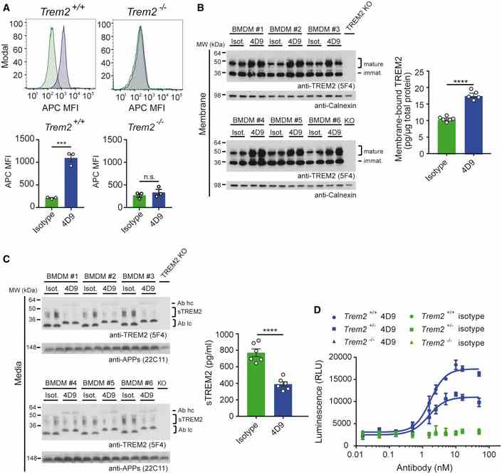 Flow cytometry detection of cell‐surface binding of 4D9 (blue) and isotype (green) to wild‐type and Trem2 ? / ? mouse bone marrow‐derived macrophages. Representative histograms are shown as MFI (mean fluorescent intensity). Graphs represent the median signal intensity ± SEM ( n = 3). Student's t ‐test (two‐tailed); Trem2 +/+ : P = 0.0005; Trem2 ?/? : P = 0.4435; n.s., not significant. Immunoblot analysis of membrane fractions of bone marrow‐derived macrophages (BMDMs) upon treatment with 4D9 antibody reveals increased levels of membrane‐bound TREM2 relative to an isotype antibody. BMDMs from TREM2 knockout mice were included to show the specificity of the anti‐TREM2 antibody. Calnexin served as a loading control. Levels of membrane‐bound TREM2 were quantified by MSD ELISA. TREM2 antibody clone 5F4 was used for detection. Data represent the mean ± SEM ( n = 5–6). Unpaired t ‐test (two‐tailed) with Welch's correction; P < 0.0001. No gender‐specific differences could be observed. Immunoblot analysis of sTREM2 in conditioned media from BMDM upon treatment with 4D9 and isotype antibodies. BMDMs from TREM2 knockout mice were included to show the specificity of the anti‐TREM2 antibody. Soluble APP served as a loading control. Note that heavy and light chains of the antibodies used for treatment are also detected and annotated as follows: Ab hc, antibody heavy chain; Ab lc, antibody light chain. Levels of sTREM2 were quantified by MSD ELISA. TREM2 antibody clone 5F4 was used for detection. Data represent the mean ± SEM ( n = 6). Unpaired t ‐test (two‐tailed) with Welch's correction; P < 0.0001. No gender‐specific differences could be observed. Wild‐type, Trem2 +/? , and Trem2 ?/? BMDMs were plated in low concentration of M‐CSF on 4D9 or isotype‐coated wells for 5 days, and cellular ATP levels were measured by luminescence detection to indicate cell viability. 4D9 and isotype data for each genotype represent the mean ± SEM ( n = 2 and n = 1, respectively). Data information: Statistical evaluations are displayed as follows: *** P < 0.001; **** P < 0.0001. Source data are available online for this figure.