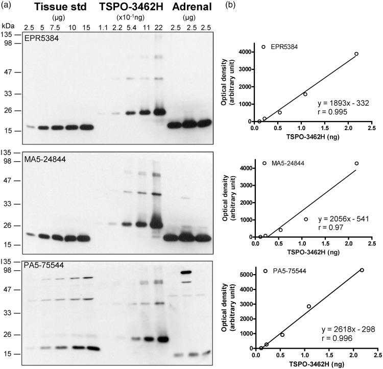 Quantification of TSPO protein in autopsied human brain. (a) Immunoblots of TSPO in the pooled tissue standards, in the commercial N-His-tagged recombinant human TSPO-3462H and in human adrenal samples with monoclonal (EPR5384, 1:100K and MA5-24844, 1:30K dilution) and polyclonal (PA5-75544, 1:10K) antibodies. (b) Standard curves for the recombinant TSPO. Note more abundant TSPO in adrenal than in brain for both EPR5384 and MA5-24844, polymer protein bands of the recombinant TSPO, high molecular weight non-specific reactions for PA5-75544, and detection of a TSPO fragment but not 18 kDa TSPO by PA5-75544 in human adrenal samples.