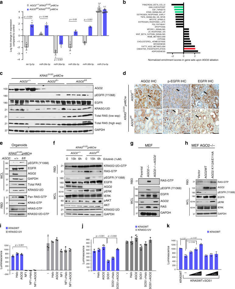 a Plot showing relative expression of microRNAs from pancreata obtained from three mice from each of the indicated genotypes at the 500-day time point. Log fold change values were generated relative to microRNA expression in three p48Cre mice (used as reference). Two sided t -tests were performed to determine the P value and error bars are mean values +/? SEM. b GSEA (Gene Set Enrichment Analysis) of transcriptional changes significantly enriched (FDR value < 0.05) in pancreatic tissue. Green and red bars represent relevant gene sets discussed in the main text. c Immunoblot analysis from individual pancreata obtained from 12-week-old mice of the indicated genotypes. d Representative images of IHC analysis in PanINs of 12-week-old mice in the indicated genotypes. Arrows indicate PanINs. Scale bar, 100 μm. e Immunoblot analysis of pancreatic ductal organoids obtained from 12-week-old AGO2 +/+ ; KRAS G12D ;p48Cre and AGO2 fl/fl ;KRAS G12D ;p48Cre mice. Total RAS-GTP was determined using the RAF binding assay (RBD) followed by immunoblotting with indicated antibodies. f Immunoblot analysis of pancreatic organoids upon treatment with erlotinib at 6 h and 15 h time points. g Immunoblot analysis of parental, AGO2?/? , and AGO2?/? + AGO2 mouse embryonic fibroblasts (MEF). RAS-GTP levels were determined by the RAF binding assay. h Immunoblot analysis of AGO2?/? MEFs stably expressing vector, wild-type AGO2, and AGO2 K112A/E114A . i Full-length wild-type KRAS and KRAS G12V proteins were incubated with NF1-GTPase activating protein (GAP) or j SOS1 (guanine exchange factor) in the presence or absence of AGO2, and the levels of free GTP were analyzed (as a luminescence-based readout for GTP hydrolysis). Halo protein was used as a control. k Wild-type KRAS was incubated with SOS1 in the presence of increasing concentrations of either AGO2 or Halo protein prior to measurement of free GTP levels. Significance was assessed in ( i – k ) using Welch’s two tailed test to determine p values. In relevant panels of this figure, data are presented as mean values +/? SEM. Numbers on the left of the immunoblots in this figure indicate protein molecular weights in kDa.