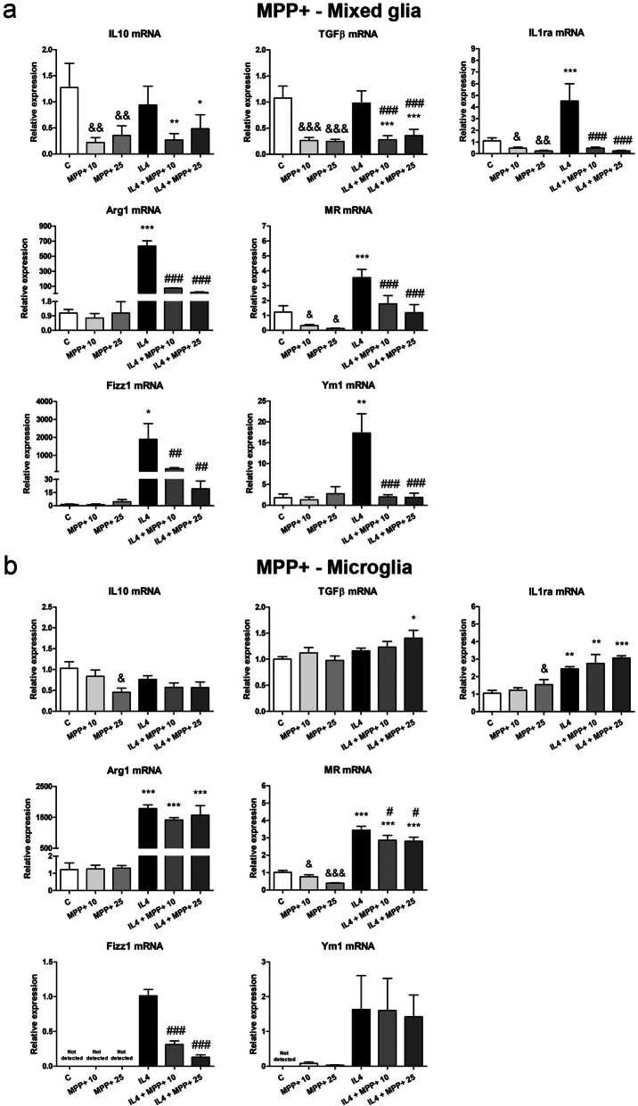 Effect of MPP+ treatment on the mRNA expression of anti-inflammatory markers. IL10, TGFβ, IL1ra, Arg1, MR, Fizz1 and Ym1 mRNA expression in primary ( a ) mixed glial cultures and ( b ) microglial cultures treated for 24 h with 10 or 25 μM MPP+, in the absence and presence of IL4 (50 ng/mL). Genes encoding Rn18s and β-actin were used as the reference genes. Bars correspond to the means + SEM of four independent experiments. *p < 0.05, **p < 0.01 and ***p < 0.001 vs control (C); # p < 0.05, ## p < 0.01 and ### p < 0.001 vs IL4; one-way ANOVA and Newman-Keuls post-hoc test. & p < 0.05, && p < 0.01 and &&& p < 0.001 vs C, one-way ANOVA and Newman-Keuls post-hoc test considering only the IL4-free groups, which was performed to detect whether the high values observed in the IL4 group hindered the detection of a statistical significance for the effects of MPP+ alone.