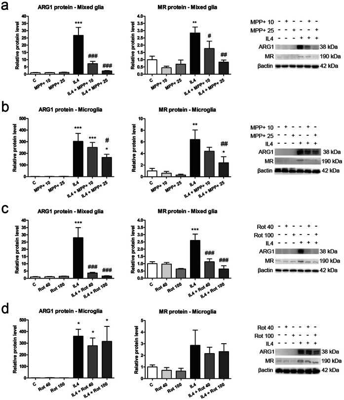 ARG1 and MR protein levels in primary glial cell cultures treated with MPP+ or rotenone. ARG1 and MR levels were determined in the total protein extracts from ( a , c ) mixed glial cultures and ( b , d ) microglial cultures treated with 10 or 25 μM MPP+ or 40 or 100 nM rotenone (Rot) for 24 h, in the absence or presence of IL4 (50 ng/mL). Images of representative western blots are presented. Bars correspond to the means+ SEM of four independent experiments. *p < 0.05, **p < 0.01 and ***p < 0.001 vs control (C); #p < 0.05, ## p < 0.01 and ### p < 0.001 vs IL4; one-way ANOVA and Newman-Keuls post-hoc test.