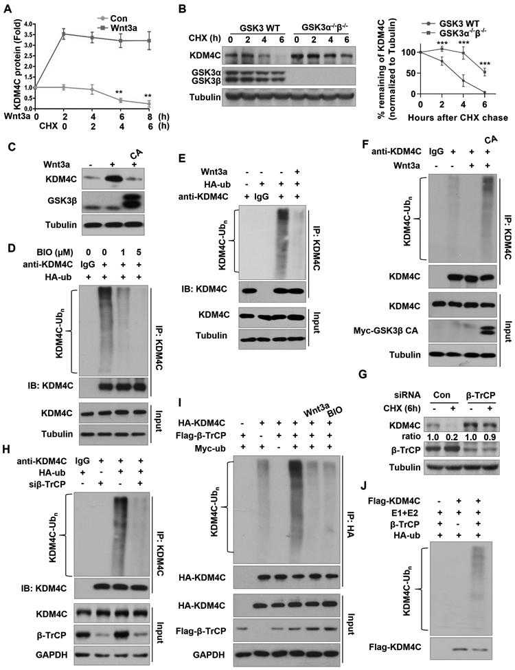 (A) Western blot analysis of KDM4C protein levels in HEK293T cells pretreated with or without 50 ng/ml Wnt3a for 2 hours, and then treated with 100 ng/ml CHX for indicated hours. Band intensities of KDM4C from three independent experiments were quantified by scanning densitometry, using the tubulin signal for normalization; results are expressed as KDM4C protein fold change relative to the control group at 0 h. Data are mean ± SD of three independent quantifications, **P < 0.01. (B) Western blot analysis of KDM4C protein levels in wild-type or double-knockout GSK3α/β mouse stem cells treated with 100 ng/ml CHX for 0, 2, 4, or 6 hours. Quantification of band intensities of KDM4C from three independent experiments was done as described in (A). Data are means ± SD of three independent quantifications, ***P < 0.001. (C) Western blot analysis of KDM4C protein levels in HEK293T cells transfected with or without GSK3β CA and treated with or without Wnt3a. (D) BIO inhibits ubiquitination of KDM4C in vivo. HEK293T cells transfected with HA-ubiquitin (HA-ub), were treated with or without BIO and 25μM MG132 for 4 hours. IP was performed with KDM4C antibody, followed by Western blotting with the indicated antibodies. (E) IP was performed using KDM4C antibody in HEK293T cells transfected with vector or HA-ub plasmids, and treated with MG132 and/or Wnt3a. (F) IP was performed using KDM4C antibody in HEK293T cells transfected with control or HA-ubiquitin and/or GSK3β CA plasmids and treated with MG132 and Wnt3a. (G) β-TrCP knockdown stabilizes KDM4C. SW1783 cells were transfected with control or β-TrCP siRNA and then treated with 100 ng/ml CHX for 6 hours, followed by Western blot analysis with the indicated antibodies. (H) β-TrCP knockdown inhibits KDM4C ubiquitination. HEK293T cells were transfected with control or β-TrCP siRNA, and/or HA-ub, and treated with MG132, followed by IP and Western blot analysis with the indicated antibodies. (I) In vivo ubiquitination of KDM4C by β-TrCP. HEK293T cells were transfected with the indicated plasmids and then treated with MG132 and/or Wnt3a, or BIO, followed by IP and Western blot analysis with the indicated antibodies. (J) In vitro ubiquitination of KDM4C by β-TrCP. Flag-KDM4C protein was purified from SW1783 cells transfected with Flag-KDM4C plasmid. The in vitro ubiquitination assay was performed using Flag-KDM4C, E1, E2, HA-ub, and β-TrCP.