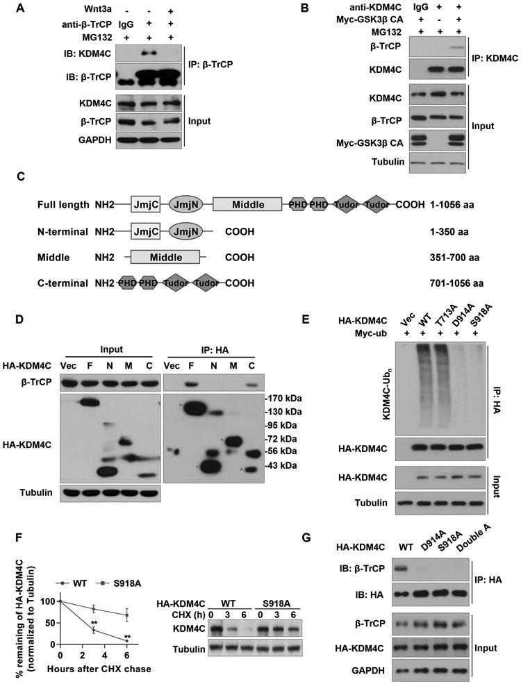 (A) SW1783 cells were treated with or without 50 ng/ml Wnt3a in the presence of MG132. IP was performed using β-TrCP antibody. (B) GSC11 cells were transfected with or without GSK3β CA mutant, and treated with MG132. IP was performed using KDM4C antibody. (C) Schematic structure of full-length or truncated KDM4C. (D) β-TrCP specifically interacts with the C-terminal of KDM4C. HEK293T cells were transfected with vector, full-length (F), N-terminal (N), middle (M), or C-terminal (C) of HA-KDM4C plasmids and treated with MG132. IP was performed with HA antibody. (E) HEK293T cells were transfected with Myc-ubiquitin with wild-type or mutant HA-KDM4C plasmids and treated with MG132. IP was performed with HA antibody. (F) Degradation of wild-type and S918A mutant KDM4C. HEK293T cells were transfected with wild-type or mutant KDM4C plasmids and treated with 100 ng/ml CHX, followed by Western blotting. Data are means ± SD of three independent quantifications, **P < 0.01. (G) KDM4C degron recognized by β-TrCP. HEK293T cells were transfected with wild-type or mutant HA-KDM4C plasmids and treated with MG132. IP was performed with HA antibody.