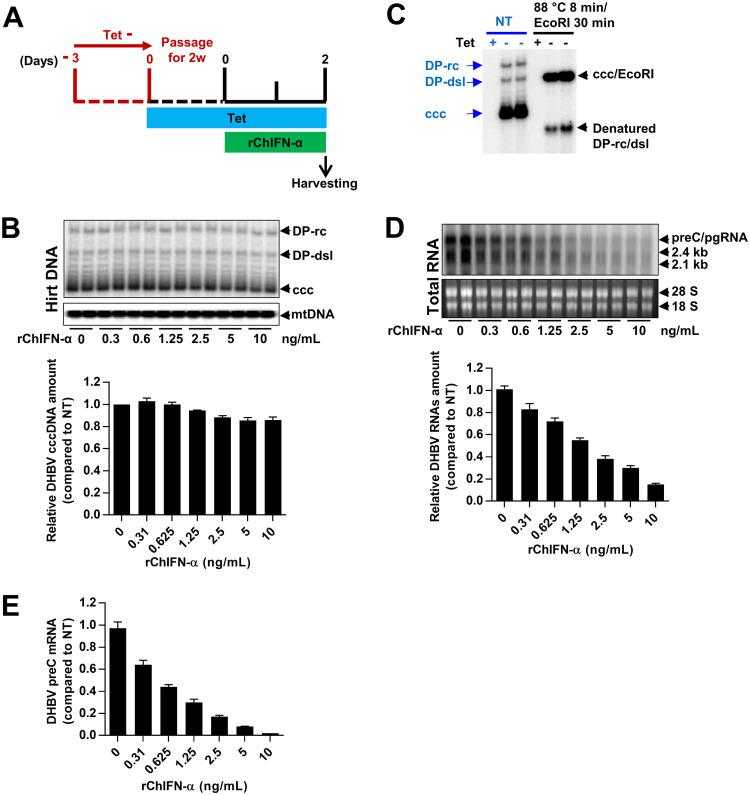 Recombinant chicken IFN-α inhibits DHBV cccDNA transcription in a dose-dependent manner. (A) A schematic presentation of experimental schedule. Briefly, dstet5 cells were cultured in the absence of tetracycline (tet) for 3 days and tet (1 μg/ml) was then added back into culture medium to stop pgRNA transcription from the transgene. The cells were cultured for more than 2 weeks to generate the cells in which viral DNA replication was solely supported by cccDNA; these cells were designated dstet5-CCC cells. To investigate the effects and mechanism of IFN-α on cccDNA transcription, dstet5-CCC cells were treated with 0, 0.3, 0.6, 1.25, 2.5, 5, and 10 ng/ml of recombinant chicken interferon-alpha (rChIFN-α) for 2 days and then harvested for analyses of DHBV cccDNA, mRNAs, and preC mRNA. (B) Hirt DNA was extracted and resolved by agarose gel electrophoresis. DHBV DNA was determined by Southern blot hybridization with an [α-32P]UTP-labeled full-length positive-sense RNA probe. mtDNA served as a loading control. The intensities of cccDNA and mtDNA bands in different treatment conditions were quantified by ImageJ. The amounts of cccDNA were normalized to mtDNA and are presented as relative amount in comparison with that in the mock-treated (NT) cells (lower portion). (C) Hirt DNA without prior treatment or restricted with EcoRI after denaturalization at 88°C for 8 min was resolved by agarose gel electrophoresis. DHBV DNA was determined by Southern blot hybridization with an [α-32P]UTP-labeled full-length positive-sense RNA probe. Dp-rc, deproteinized relaxed circular DNA; DP-dsl, deproteinized double-stranded linear DNA; cccDNA, covalently closed circular DNA; mtDNA, mitochondrial DNA. (D) DHBV RNAs were determined by Northern blot hybridization with an [α-32P]UTP-labeled full-length negative-sense RNA probe. rRNAs served as loading controls (upper portion). The intensities of DHBV RNA bands under different treatment conditions were quantified by ImageJ and normalized to rRNAs and are presented as relative amount in comparison with that in the mock-treated cells (lower portion). preC/pgRNA specifying both preC mRNA and pgRNA and 2.1- and 2.4-kb mRNA specifying small and large envelope protein are indicated. 28S and 18S rRNAs served as loading controls. (E) DHBV preC mRNA was determined by qRT-PCR assay. The level of preC mRNA was normalized to β-actin mRNA and is expressed as a fraction of that in the mock-treated cells. Means ± standard deviations are presented (n = 6 from three independent experiments).