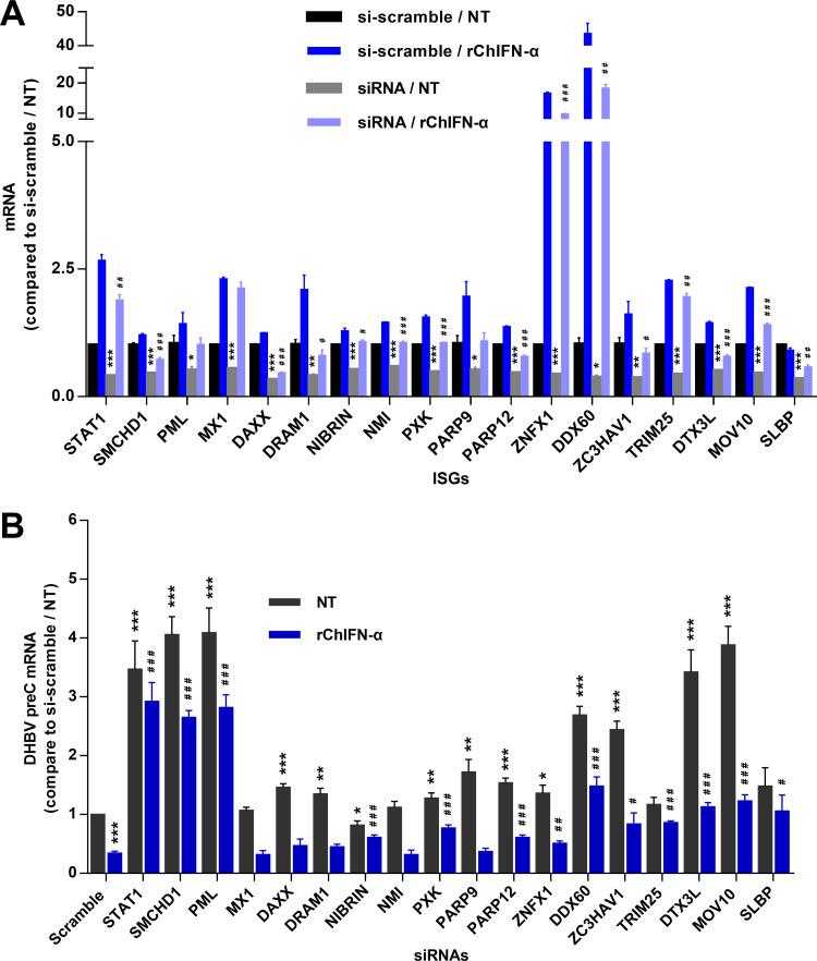 Identification of eight ISGs that may mediate IFN-α-induced reduction of DHBV RNA. dstet5-CCC cells were transfected with scramble siRNA or siRNAs targeting a desired ISG mRNA. At 24 h posttransfection, the cells were mock treated or treated with 10 ng/ml of rChIFN-α for an additional 48 h and total intracellular RNAs were extracted. The levels of ISG mRNA (A) and DHBV preC mRNA (B) were quantified by qRT-PCR and normalized to β-actin mRNA. The amounts of ISG and preC mRNA were expressed as the fold over that in mock-treated cells transfected with scramble siRNA. Means ± standard deviations are presented (n = 3 for panel A, from one representative experiment; n = 4 for panel B, from two independent experiments). *, P < 0.05; **, P < 0.01; ***, P < 0.001 versus si-scramble/NT. #, P < 0.05; ##, P < 0.01; ###, P < 0.001 versus si-scramble/rChIFN-α.