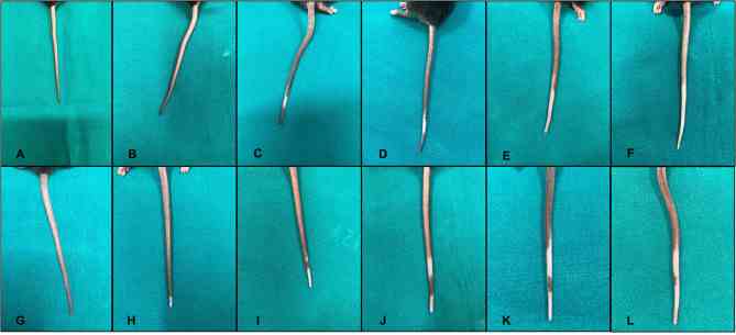 Sequence of injections of melanoma inhibitory activity (MIA) 1% solution in the tail of two different mice (A–F) , first mouse; (G–L) , second mouse. Every panel corresponds to a single set of injections. The depigmentation appears after the first second mouse; (H) or second first mouse; (C) set of injections and then spreads through the tail during the various sets of injections of the MIA protein.