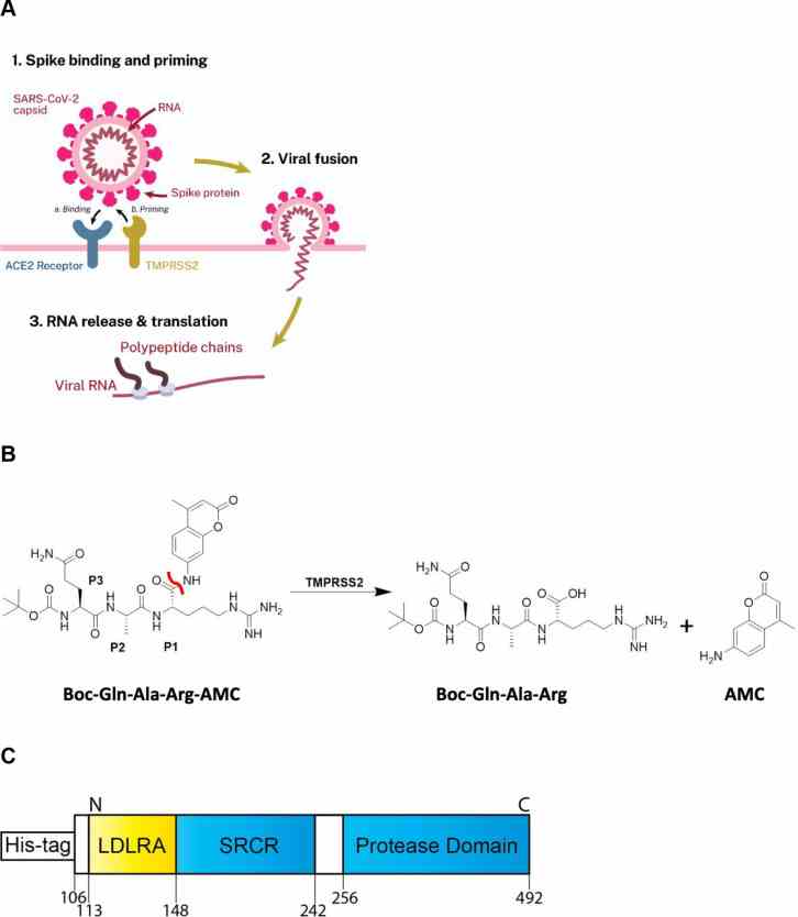 (A) Scheme demonstrating the role TMPRSS2 plays in priming SARS-CoV-2 for cellular entry. Spike protein first binds to ACE2 (“Binding”), followed by proteolytic action of TMPRSS2 (“Priming”) prior to viral fusion. (B) Scheme displaying the enzymatic assay principle. The fluorogenic peptide substrate Boc-Gln-Ala-Arg-AMC has low fluorescence compared to the fluorescent 7-amino-4-methylcoumarin (AMC), which is released upon proteolytic cleavage. The scissile bond is indicated in red. (C) Schematic of the truncated yeast-expressed recombinant TMPRSS2, containing the low-density lipoprotein receptor A (LDLRA) domain, scavenger receptor cysteine-rich (SRCR) domain, and protease domain used in the biochemical assay.