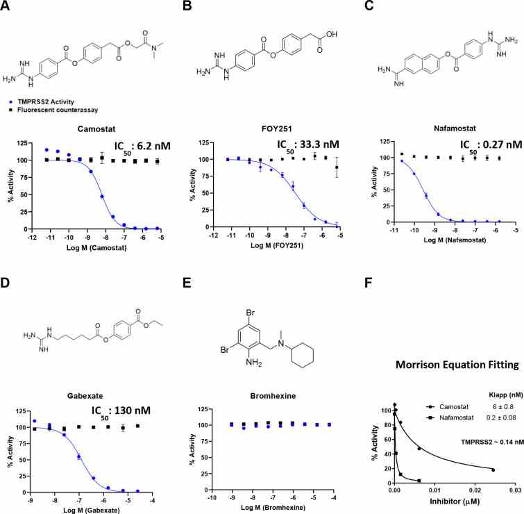 Activity of clinically-approved inhibitors against TMPRSS2 (blue), and fluorescent counter-assay (black). The molecular structures and dose–response inhibition of TMPRSS2 by (A) camostat, (B) FOY251, (C) nafamostat, (D) gabexate, and (E) bromhexine are shown. The calculated concentrations required for 50% inhibition (IC 50 ) are displayed in nM. (F) Calculated active TMPRSS2 concentration and apparent dissociation constants for the enzyme–inhibitor complex ( K i app ) by fitting dose–response data from camostat and nafamostat to the Morrison equation.